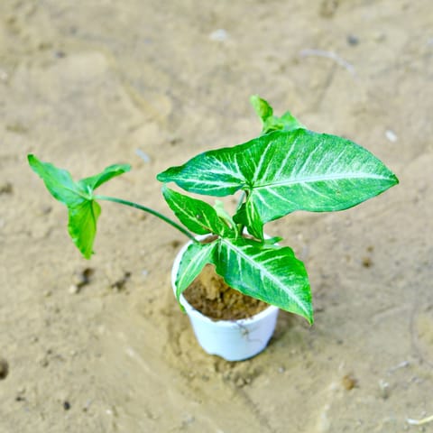 Syngonium green in 4 Inch Live Fresh Plant White Nursery Pot in Sector 51