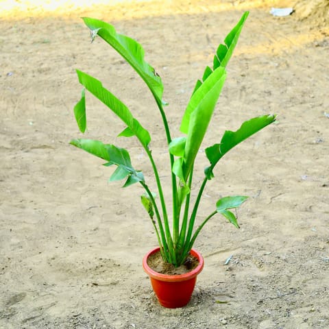 Traveller palm (~ 4 Ft) in 12 Inch Terracotta Red Classy Plastic Pot