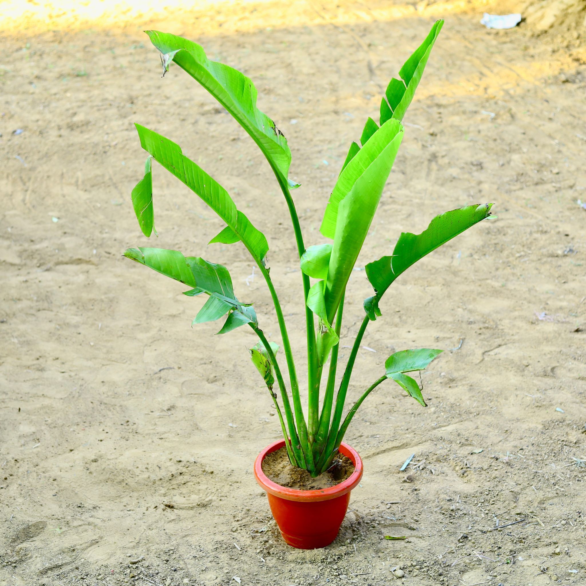 Traveller palm (~ 4 Ft) in 12 Inch Terracotta Red Classy Plastic Pot