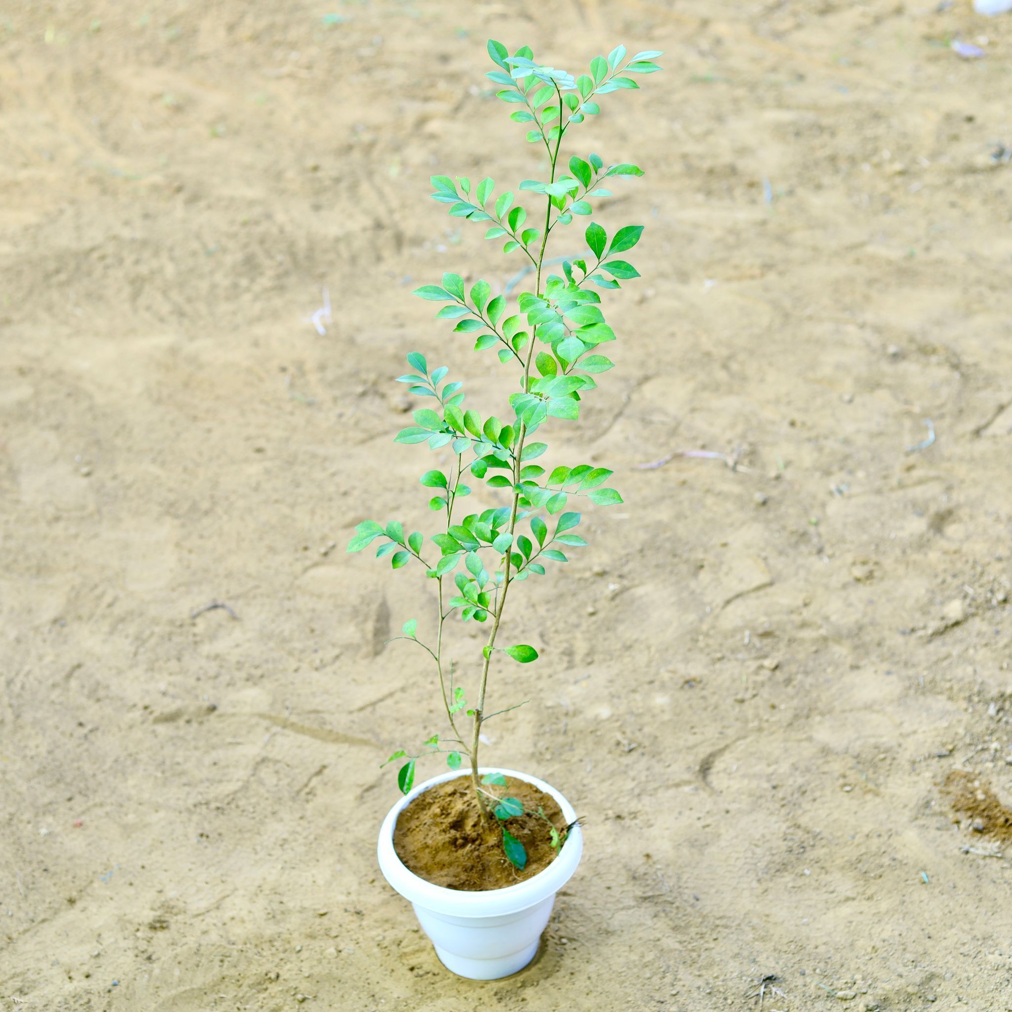 Madhu Kamini White / Murraya (~ 3 Ft) in 8 Inch White Classy Plastic Pot