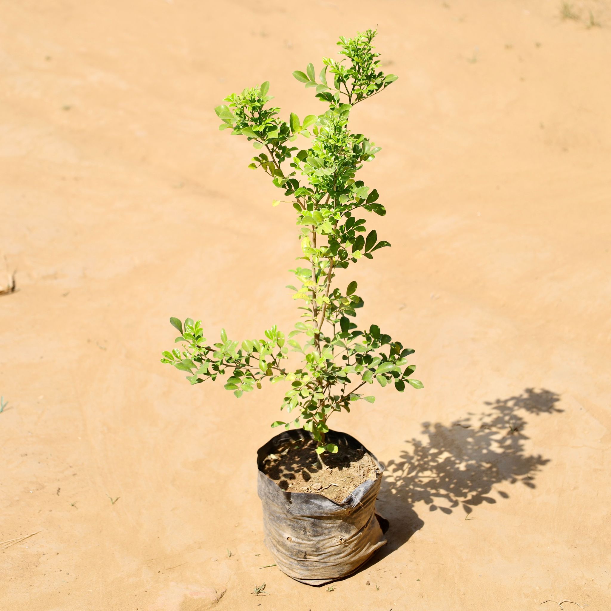 Madhu Kamini White / Murraya (~ 1 Ft) in 5 Inch Nursery Bag