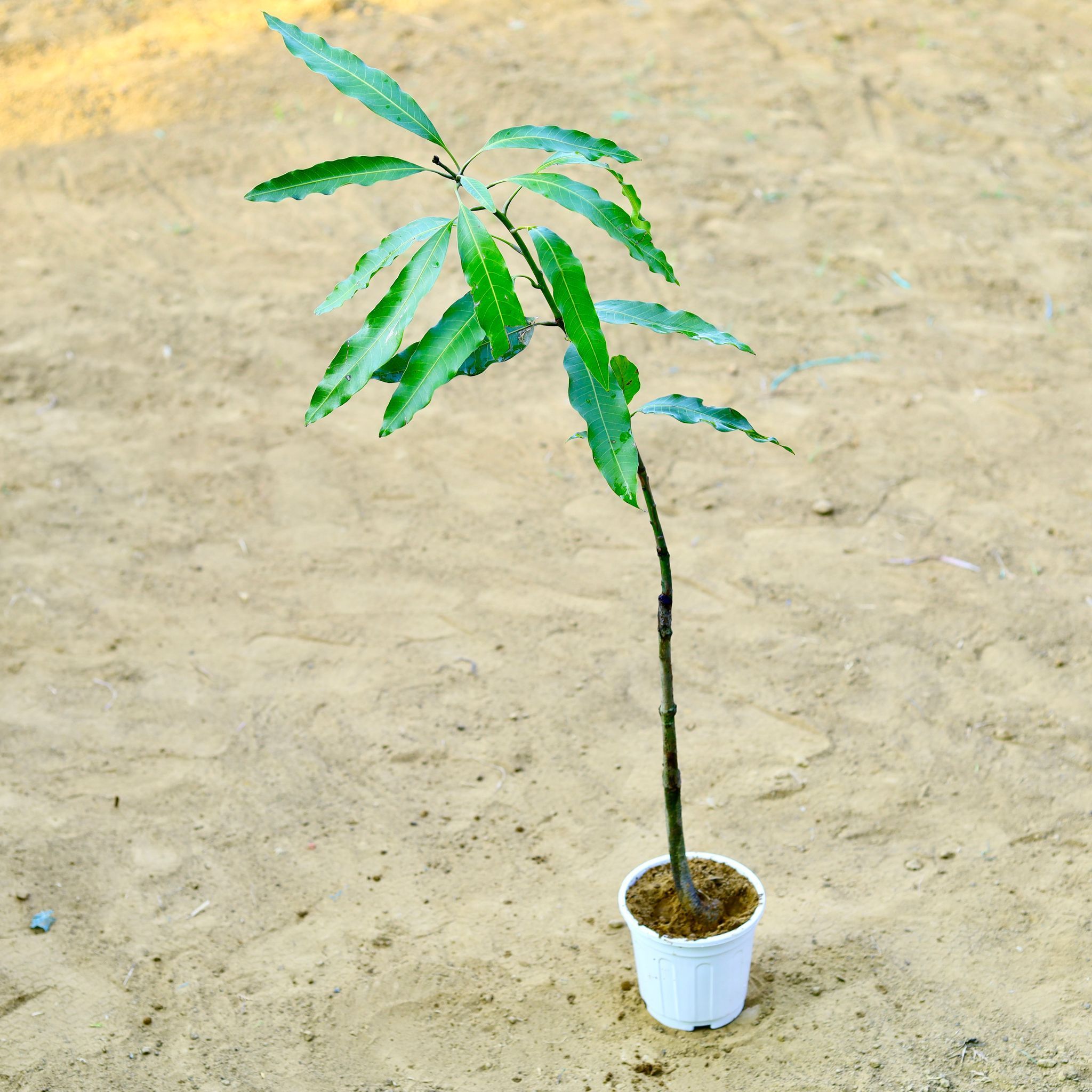 Mango / Aam (~ 3.5 Ft) in 6 Inch White Super Nursery Pot