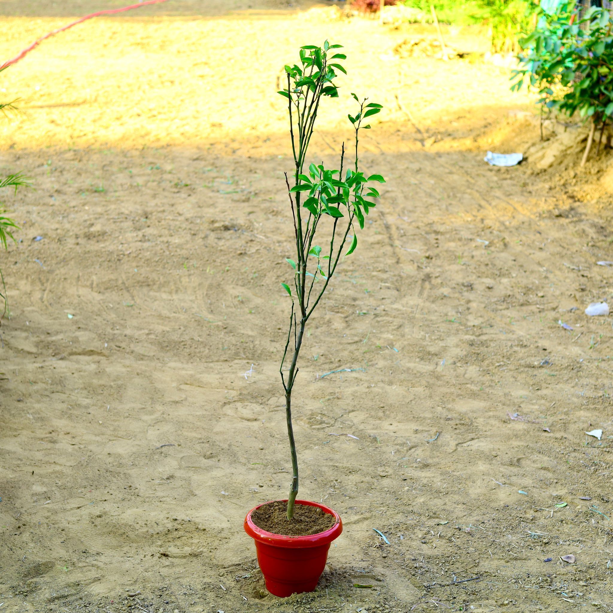 Mosambi / Sweet Lemon (~ 5 Ft) in 8 Inch Terracotta Red Classy Plastic Pot