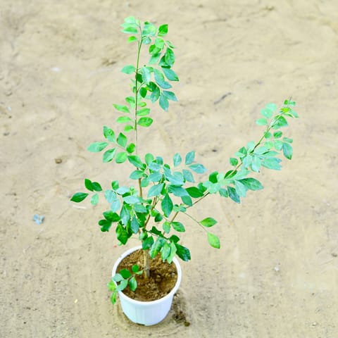 Murraya / Madhu Kamini White (~ 1 Ft) in 6 Inch White Super Nursery Pot
