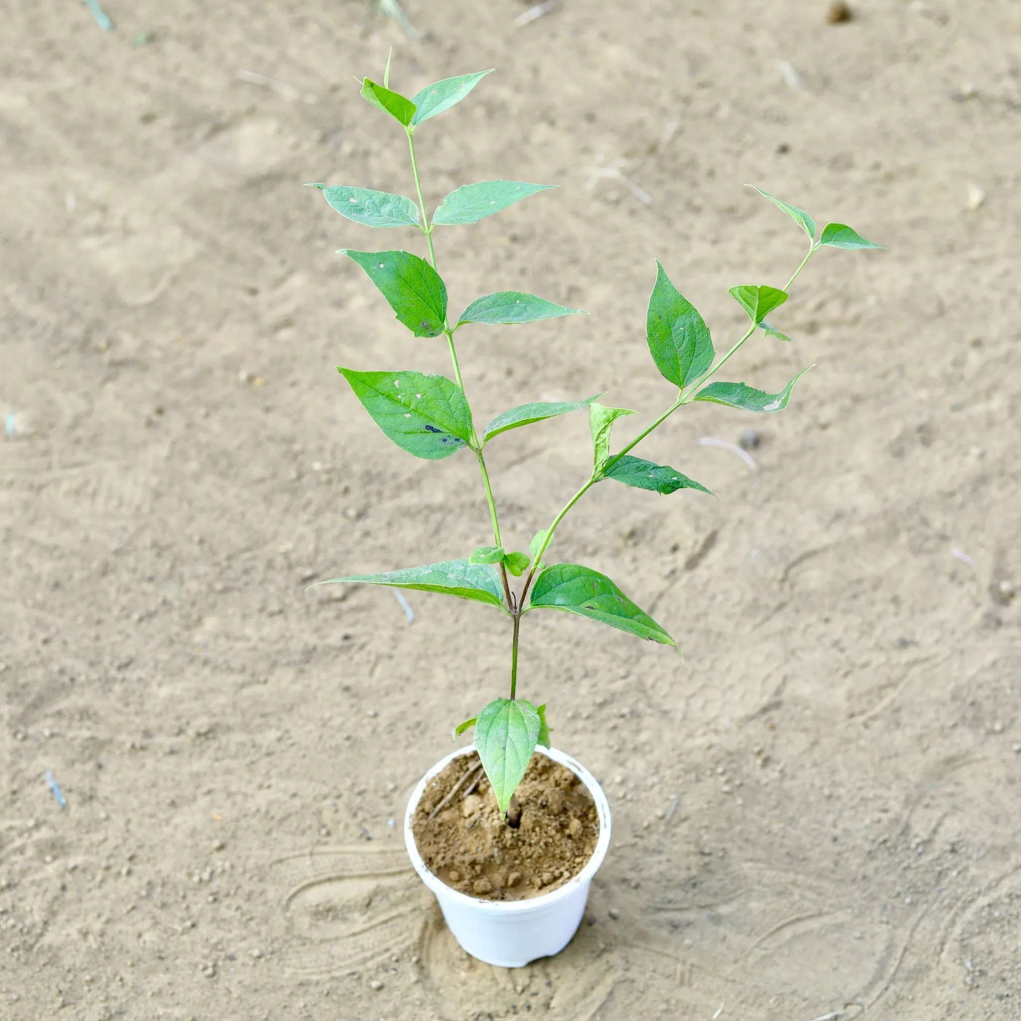 Harsingar / Parijaat (~ 1 Ft) in 4 Inch White Nursery Pot
