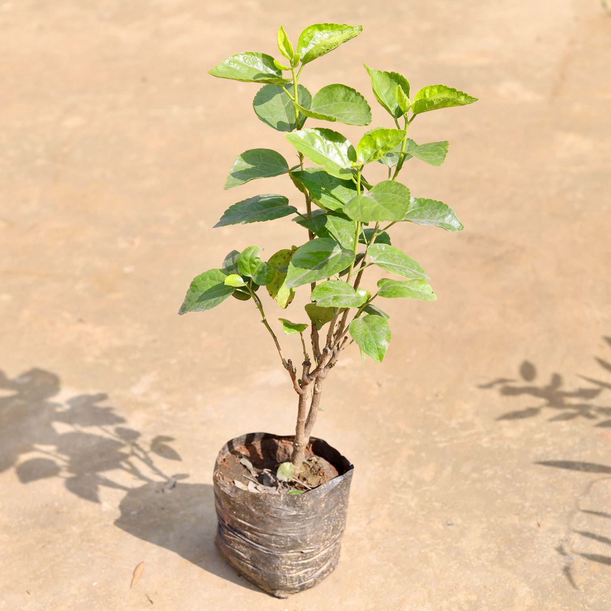 Hibiscus / Gudhal (any colour) (~ 3 Ft) in 5 Inch Nursery Bag