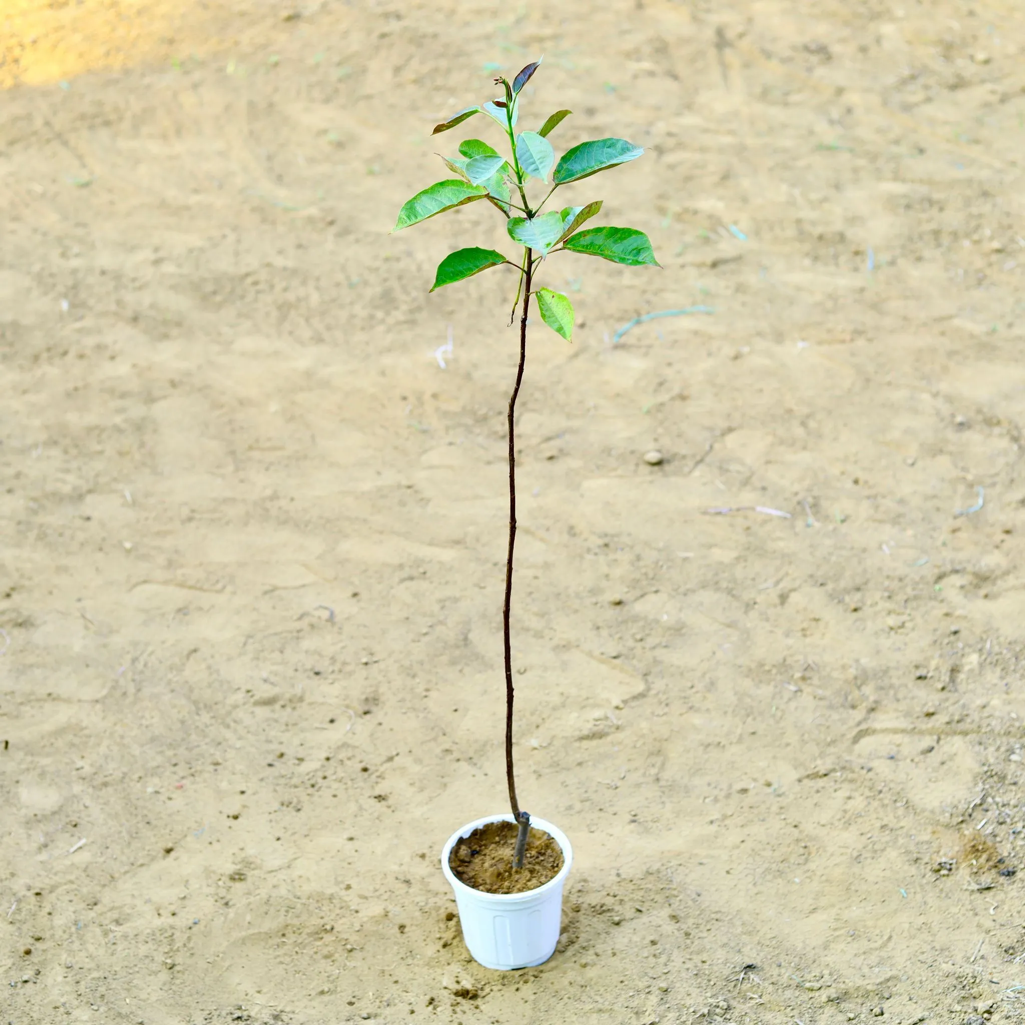 Jatropha / Sundar Rupa (~ 3 Ft) (any colour) in 6 Inch White Super Nursery Pot