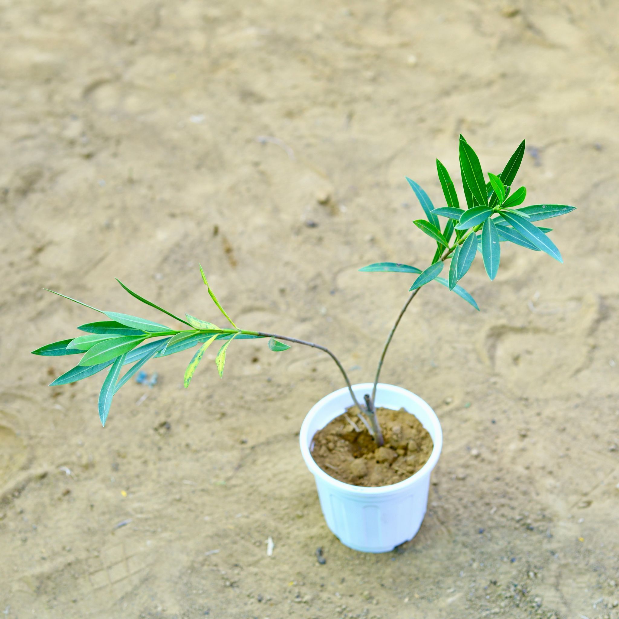 Kaner / Oleander Red in 4 Inch White Nursery Pot