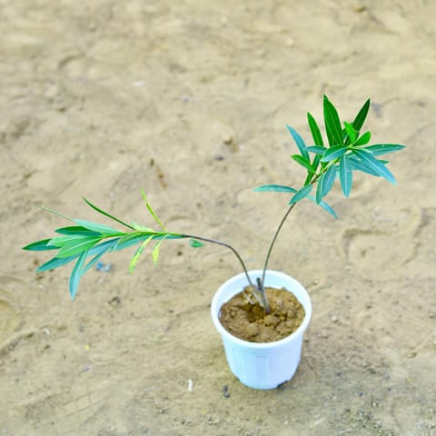 Kaner / Oleander Red in 4 Inch White Nursery Pot
