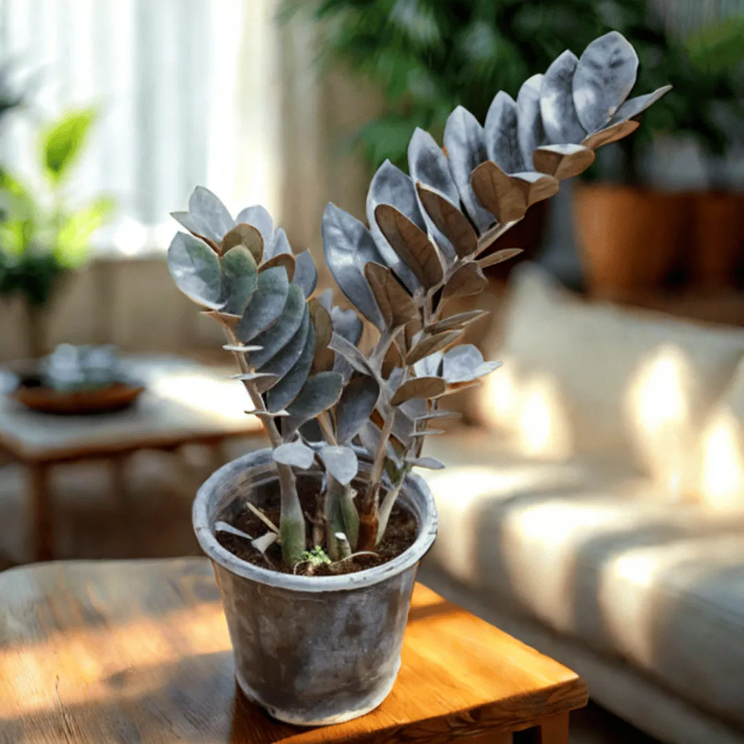 ZZ Black Large (~2 Ft) in 5 Inch Nursery Pot