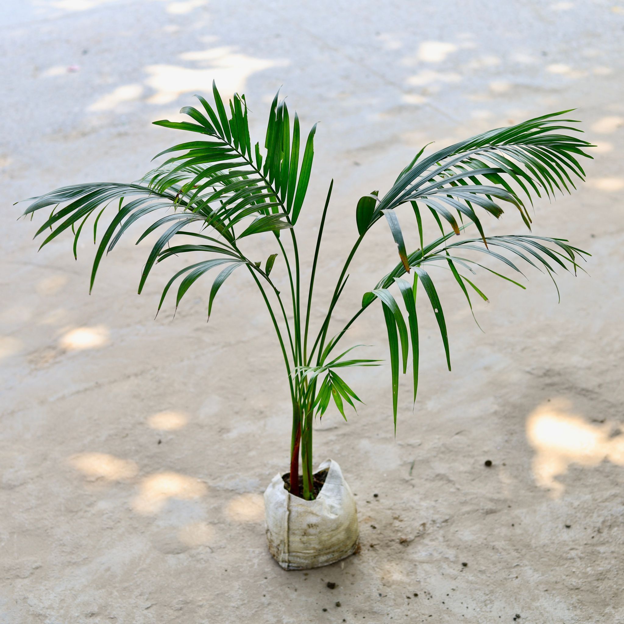 Areca Palm (~ 2 Ft) in 6 Inch Nursery Bag