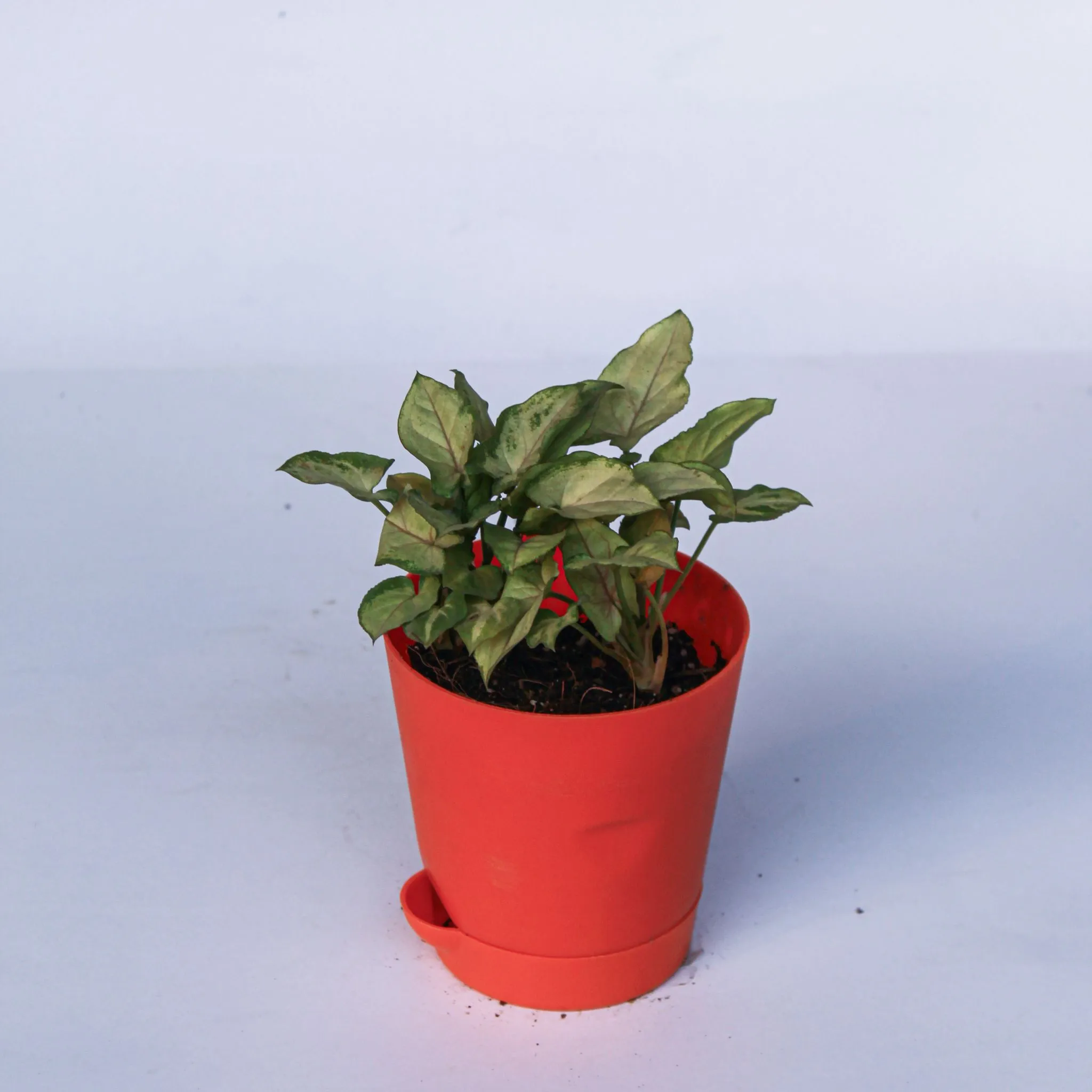Syngonium Yammi in 4 Inch Orange Florence Self Watering Pot