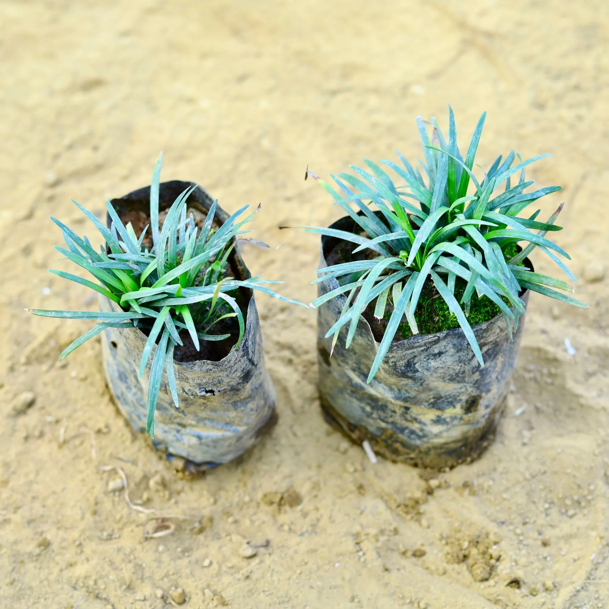 Set of 2 - Black Grass in 3 Inch Nursery Bag