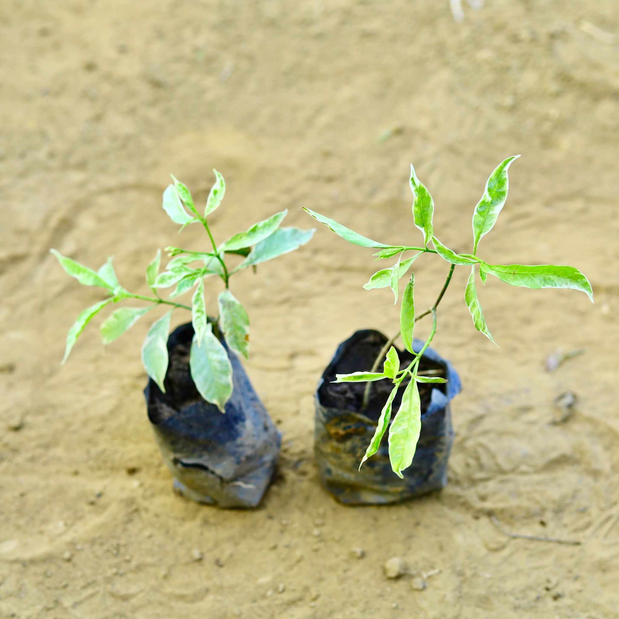 Set of 2 - Chandni Variegated in 3 Inch Nursery Bag