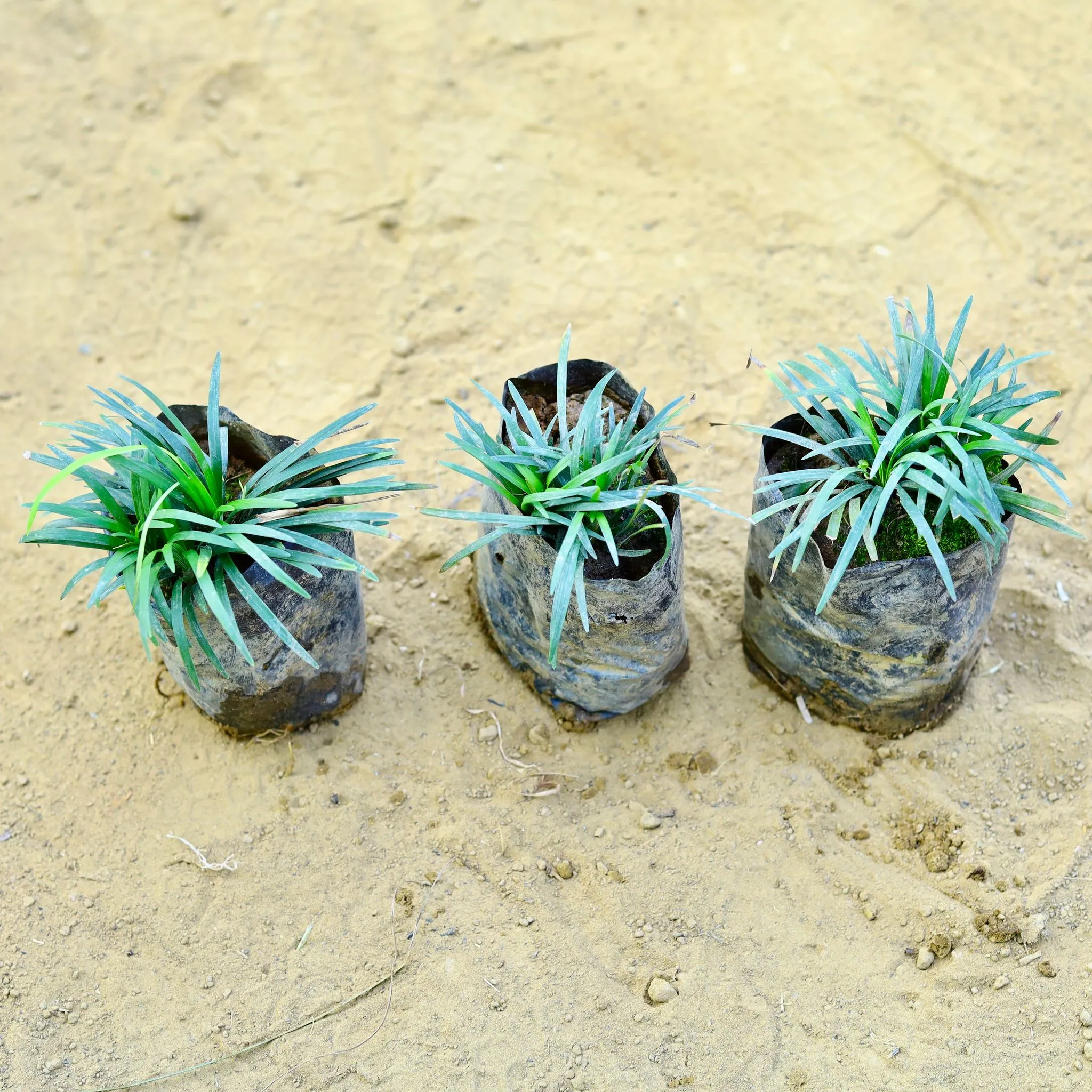 Set of 3 - Black Grass in 3 Inch Nursery Bag