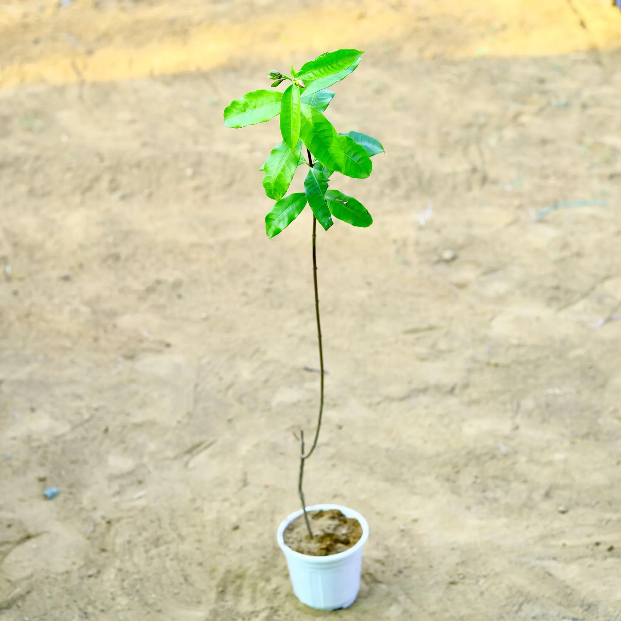 Allamanda Red (~ 3.5 Ft) in 6 Inch White Super Nursery Pot