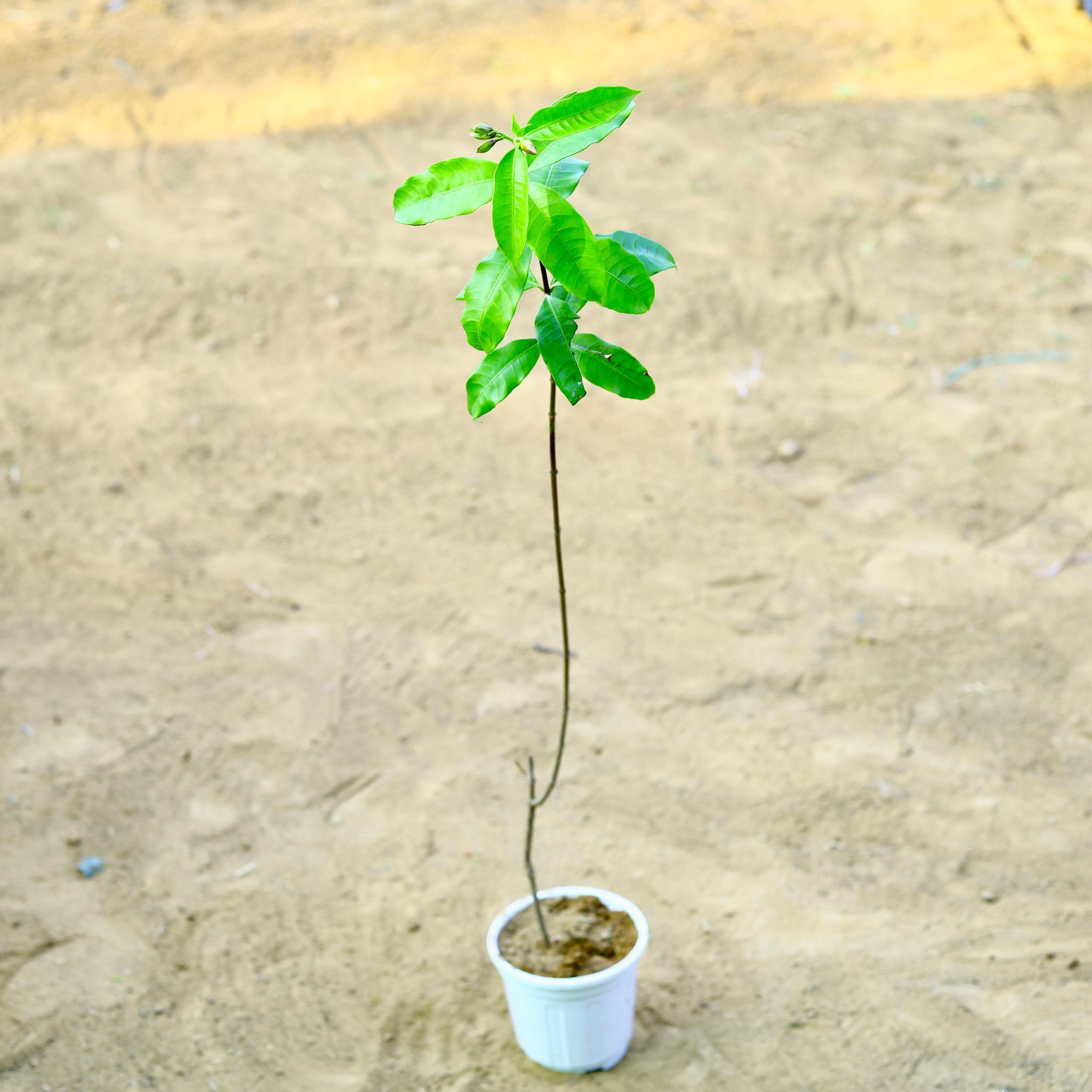 Allamanda Yellow (~ 3.5 Ft) in 6 Inch White Super Nursery Pot