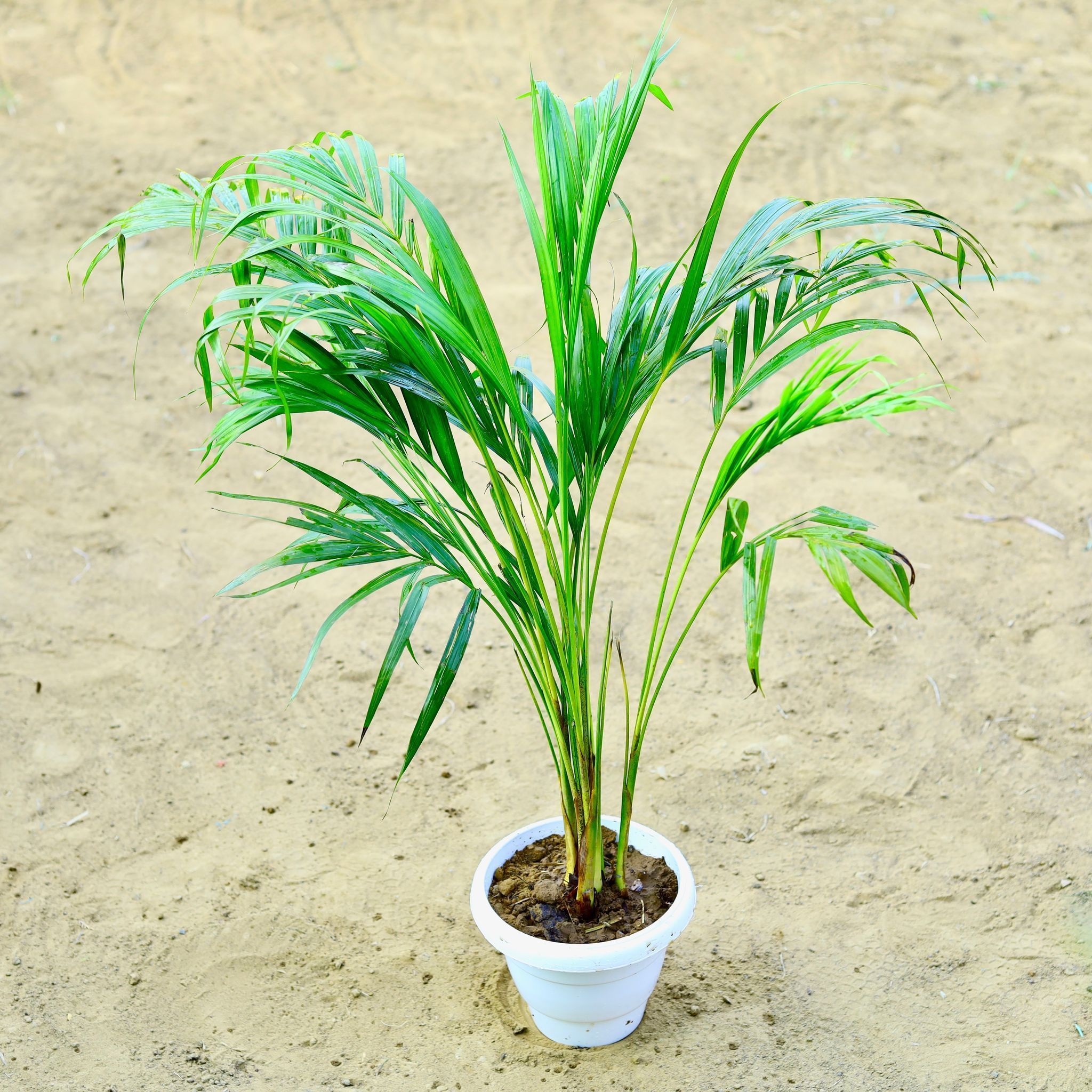 Areca (~ 2.5 Ft) in 8 Inch White Classy Plastic Pot