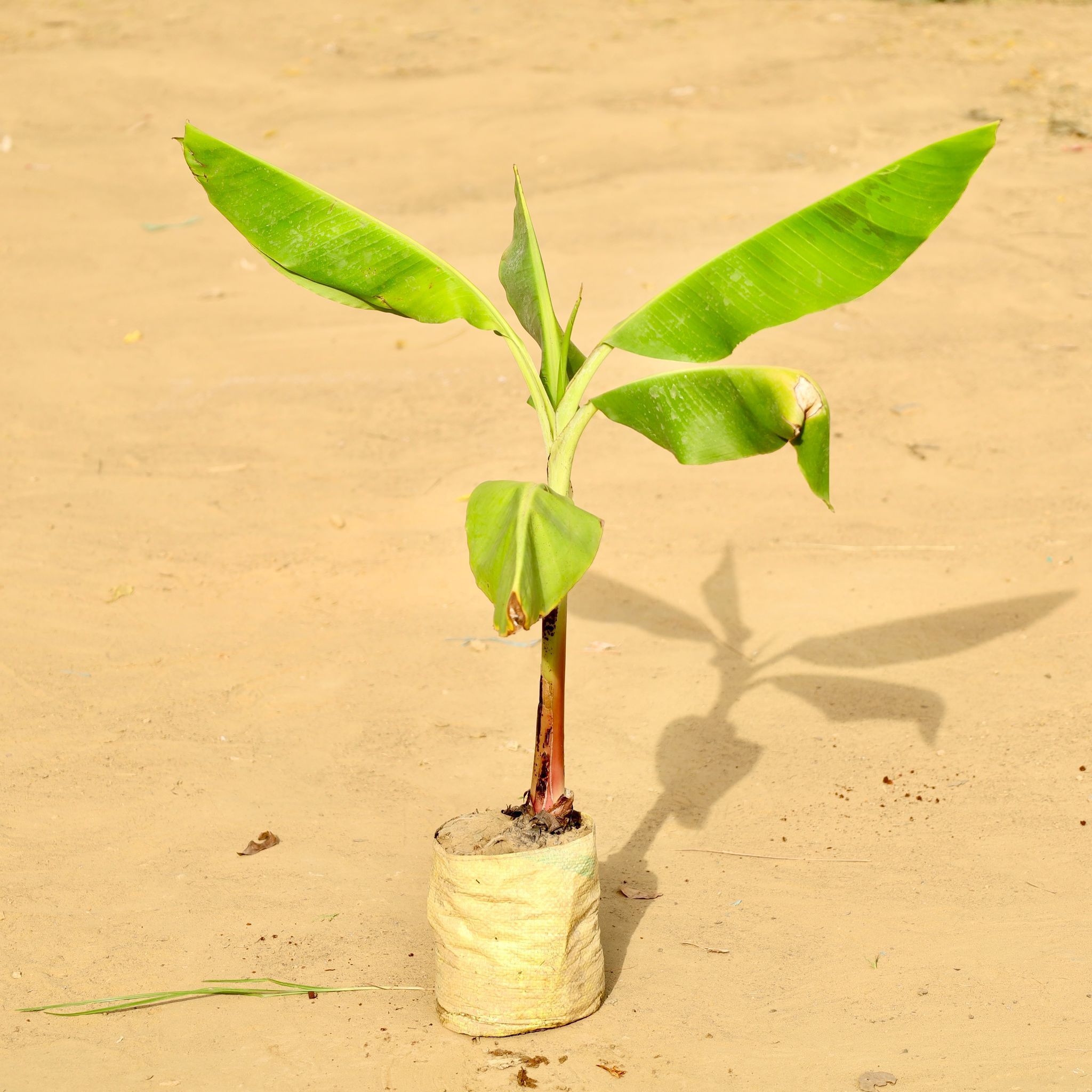 Holy Banana / Kela Dwarf in 5 Inch Nursery Bag