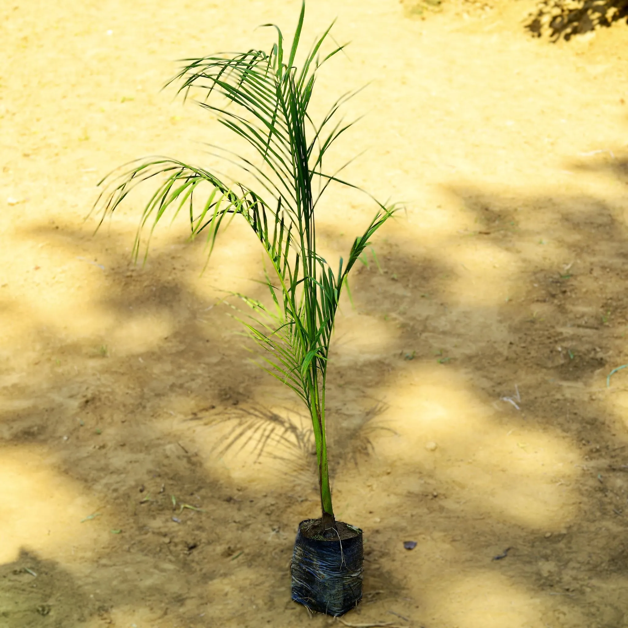 Bottle Palm (~ 4 Ft) in 7 Inch Nursery Bag