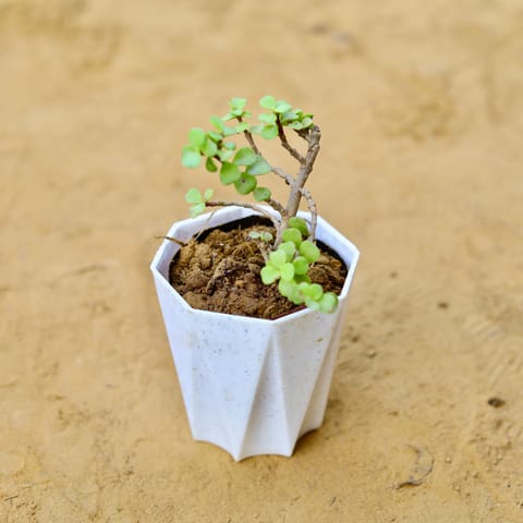 Jade in 4 Inch Live Plant White Premium Diamanti Plastic Pot