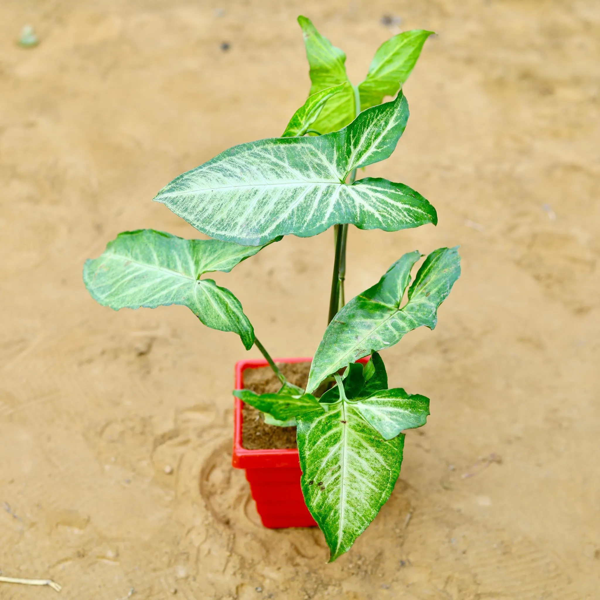 Syngonium Green in 4 Inch Red Premium Orchid Square Plastic Pot