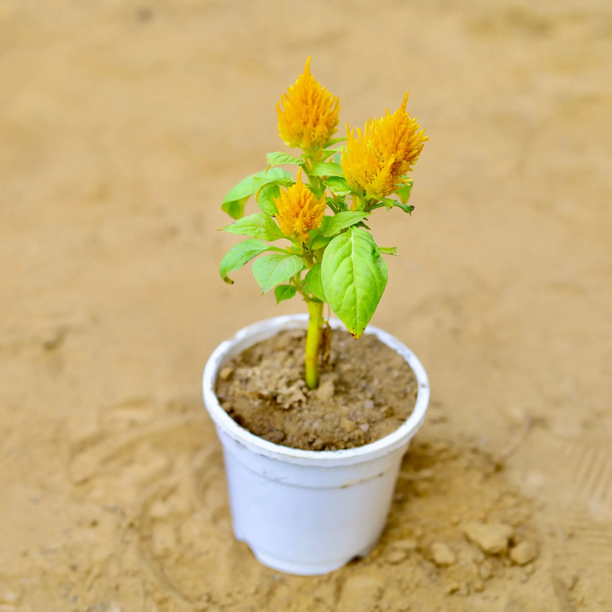 Celosia / Cockscomb (any colour) in 4 Inch White Nursery Pot