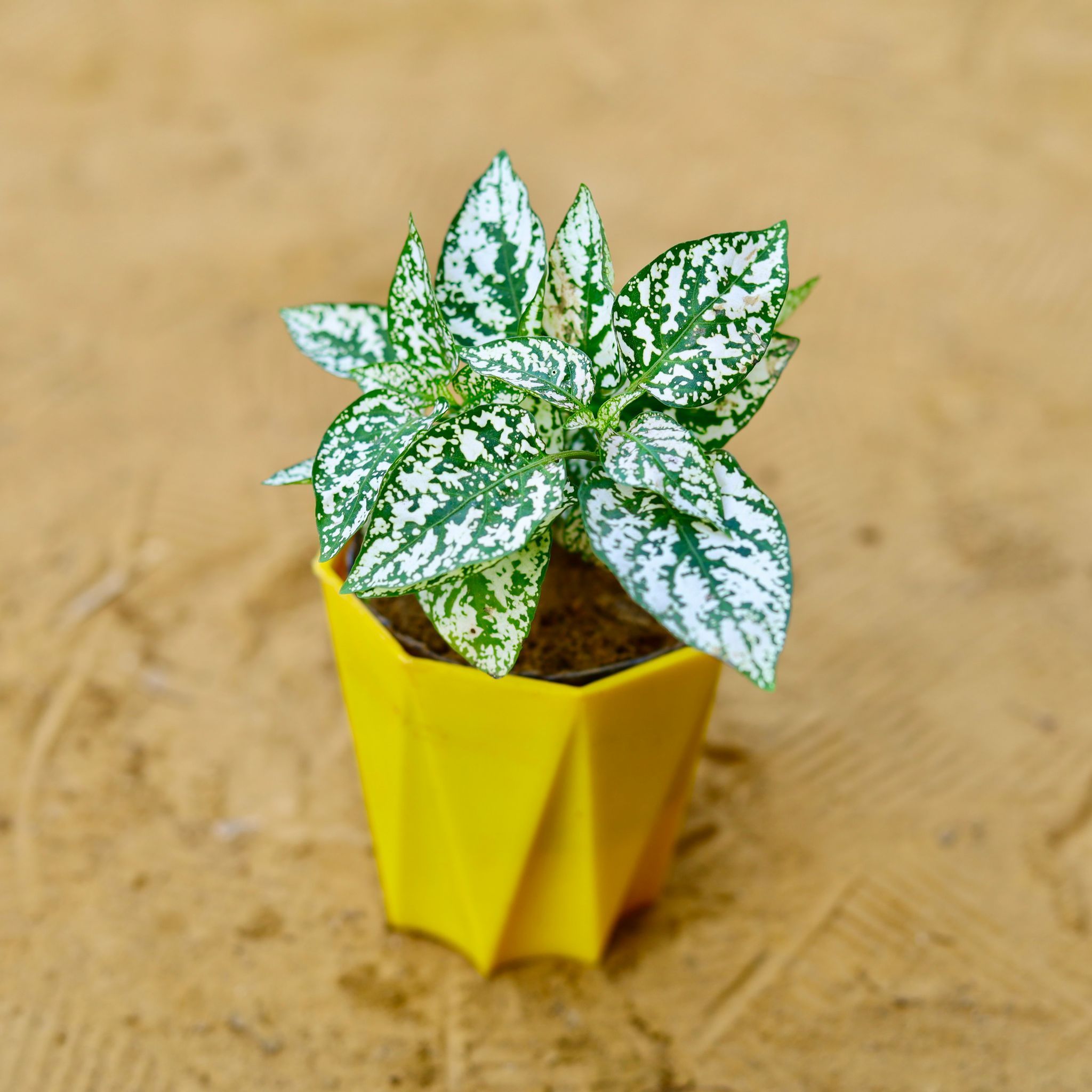 Hypoestes / Polka Dot in 4 Inch Yellow Premium Diamanti Plastic Pot