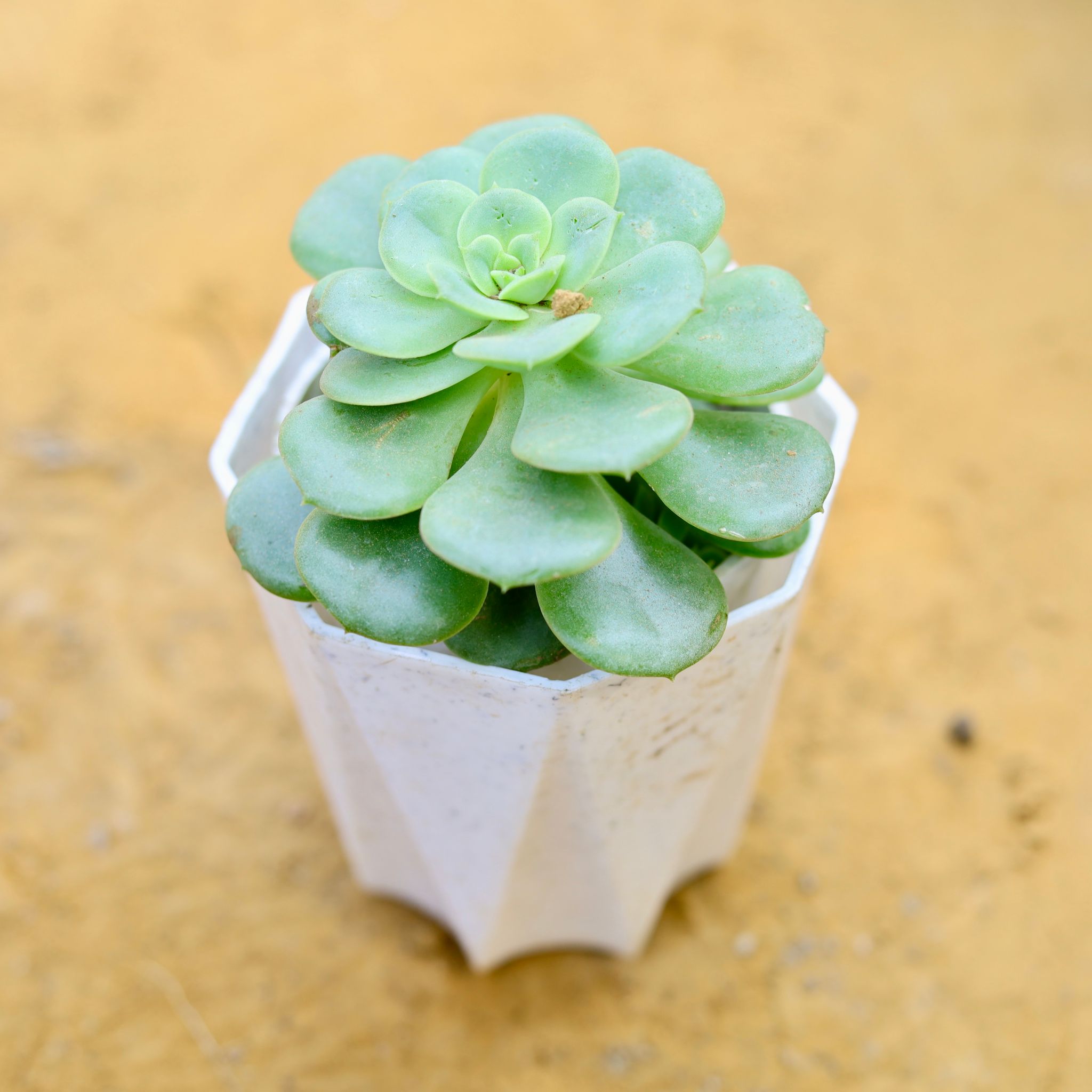 Aeonium Lilypad Succulent in 4 Inch White Premium Diamanti Plastic Pot