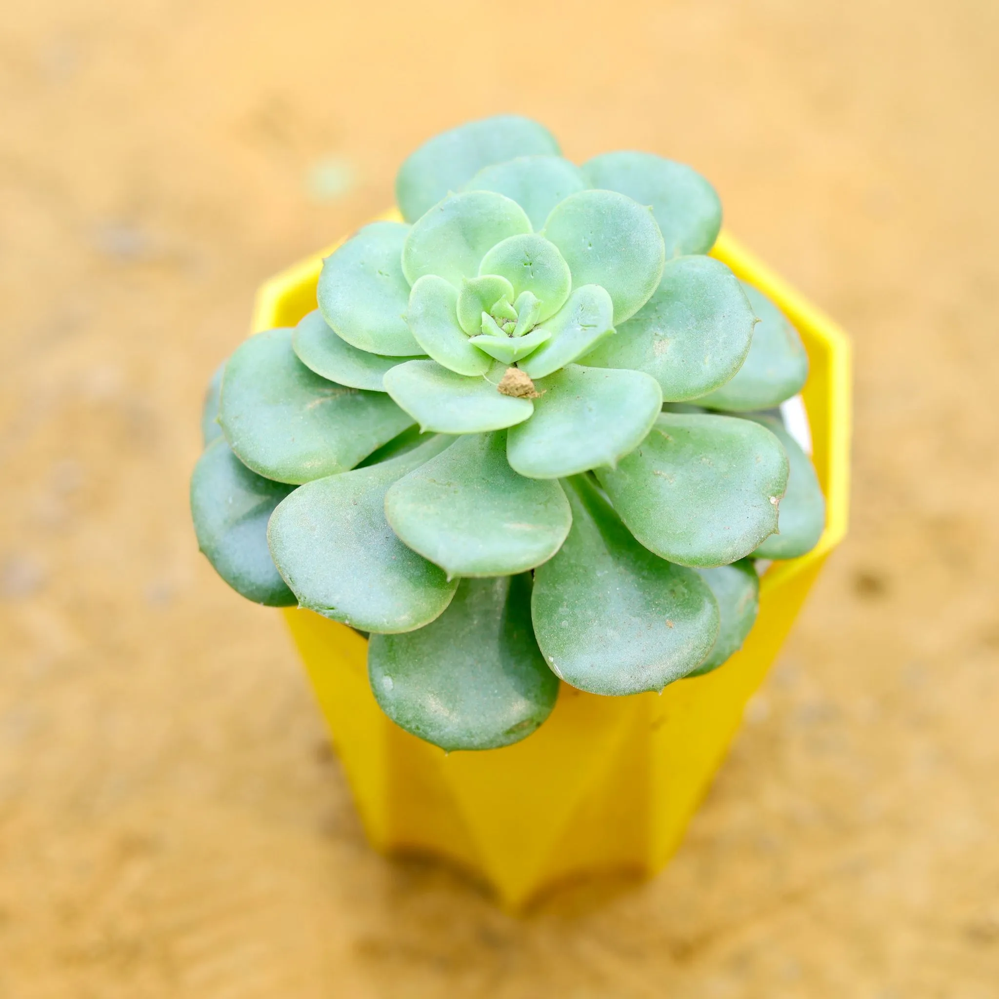 Aeonium Lilypad Succulent in 4 Inch Yellow Premium Diamanti Plastic Pot