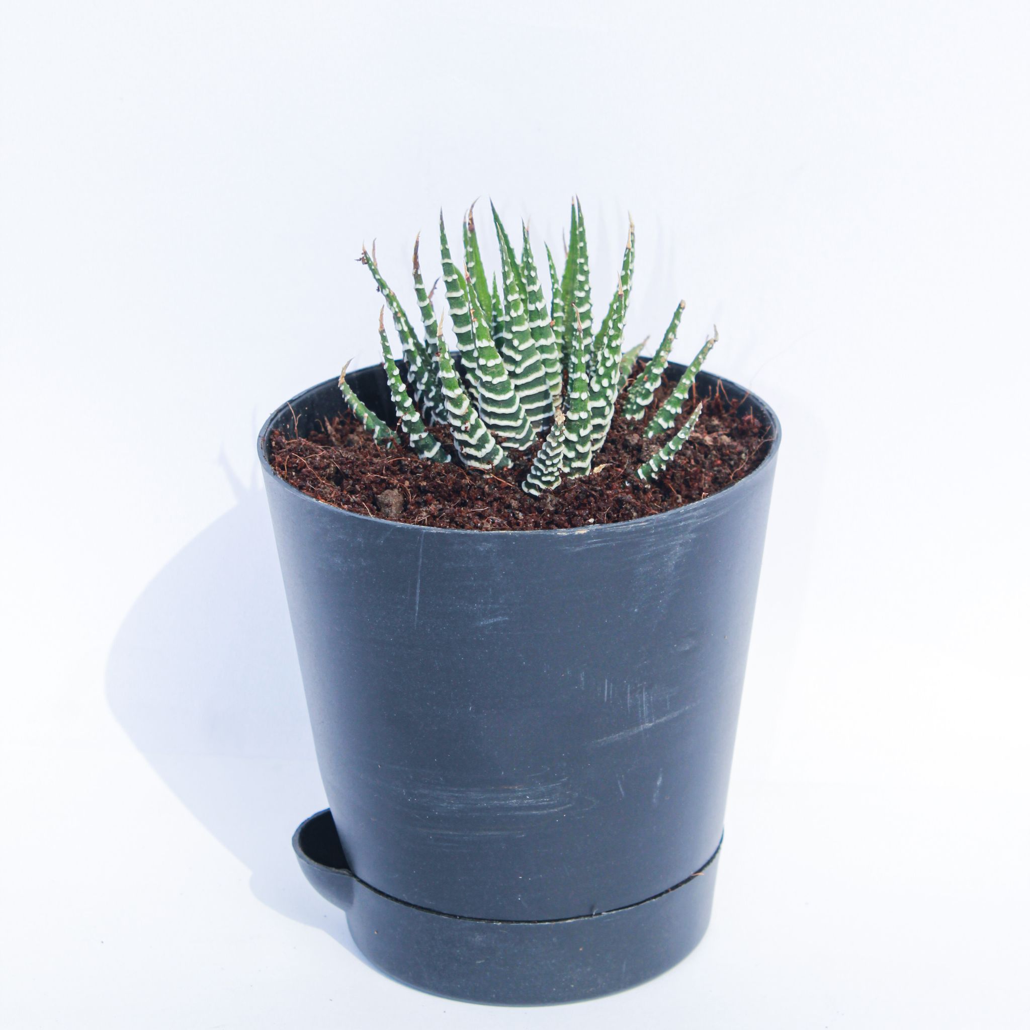 Haworthia Zebrina Succulent in 4 Inch Black Florence Self Watering Pot