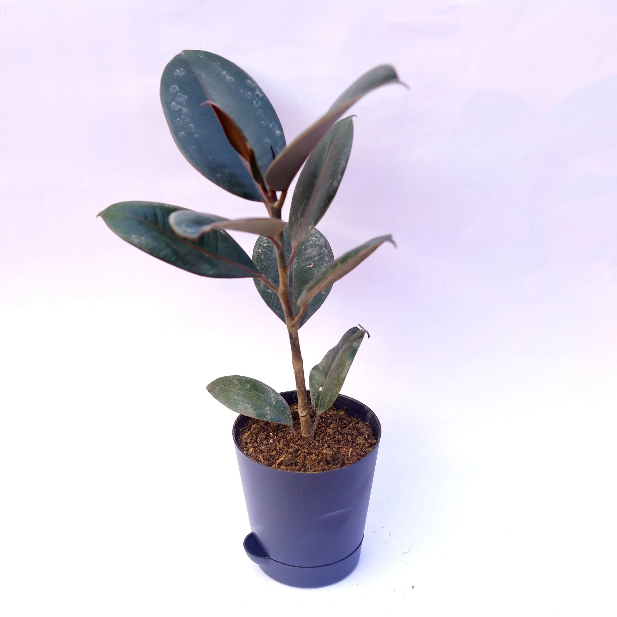 Rubber in 4 Inch Black Florence Self Watering Pot