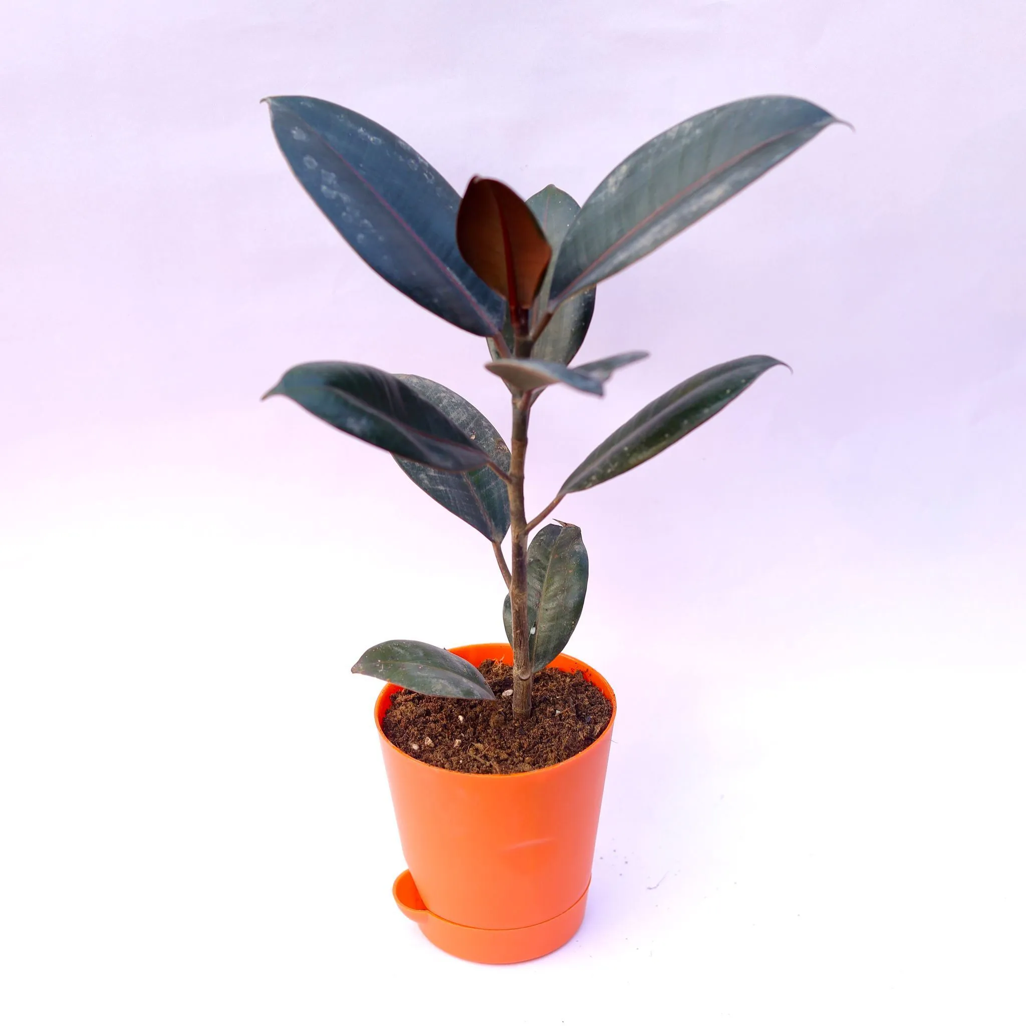 Rubber in 4 Inch Orange Florence Self Watering Pot