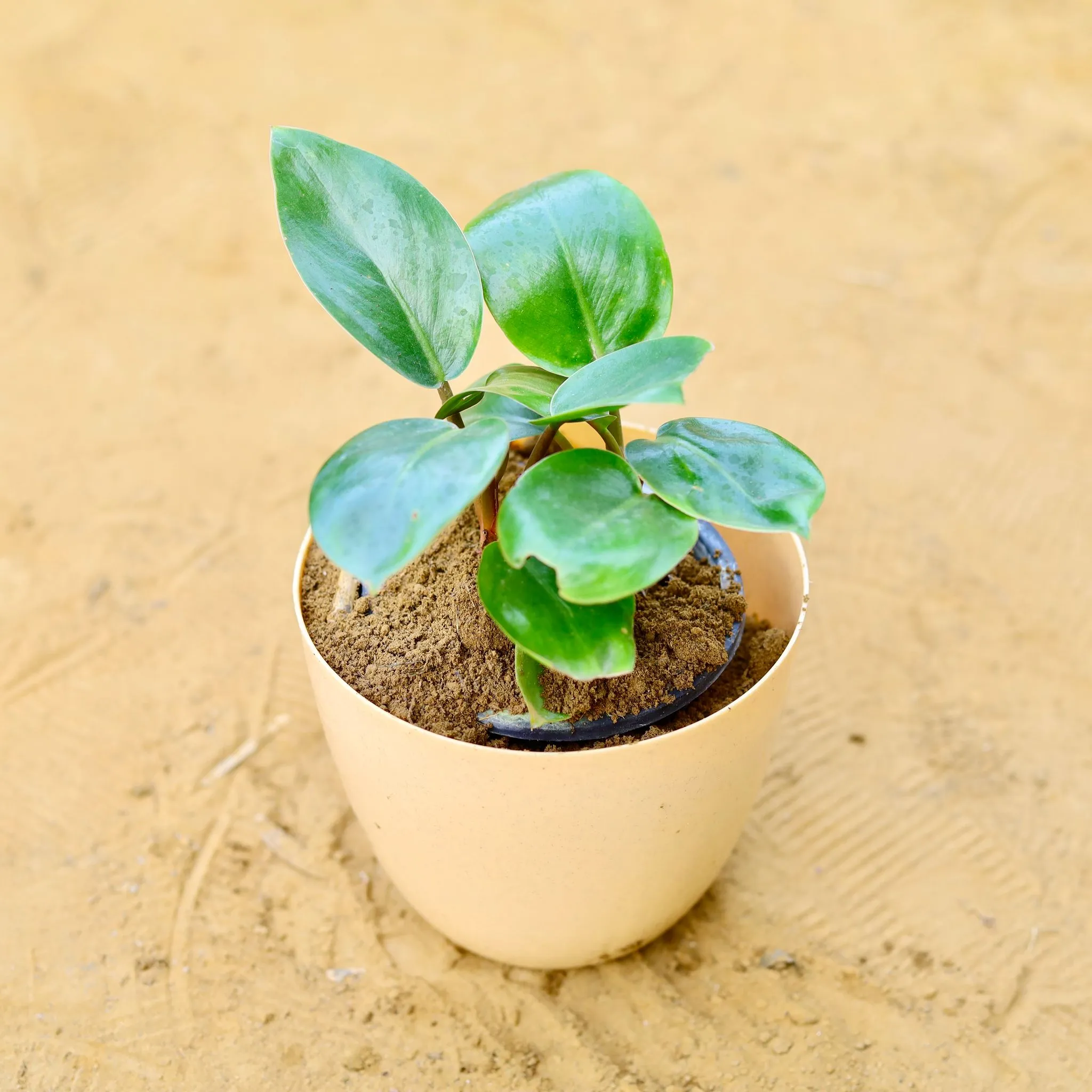 Philodendron Pink Princess in 6 Inch Beige Marble Premium Orchid Round Plastic Pot