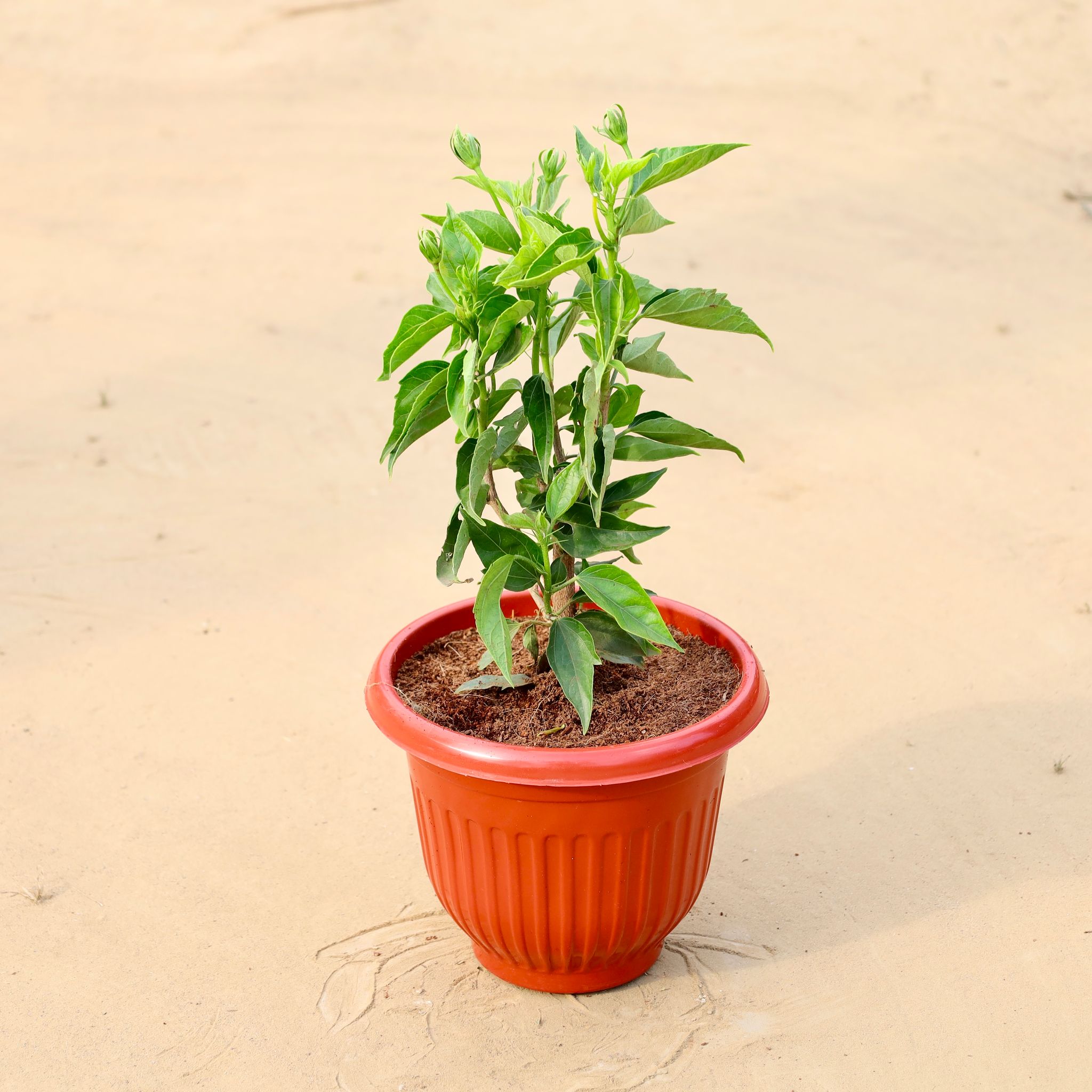 Hibiscus Desi white in 8 Inch Terracotta Red Olive Plastic Pot