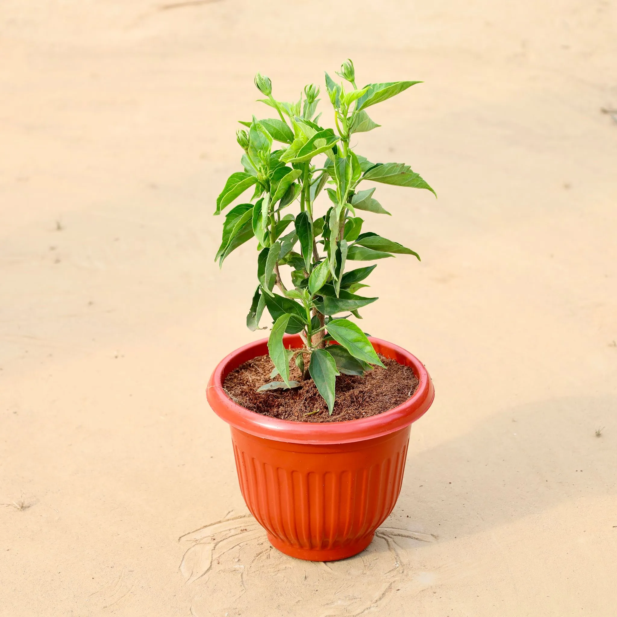 Hibiscus Desi white in 8 Inch Terracotta Red Olive Plastic Pot