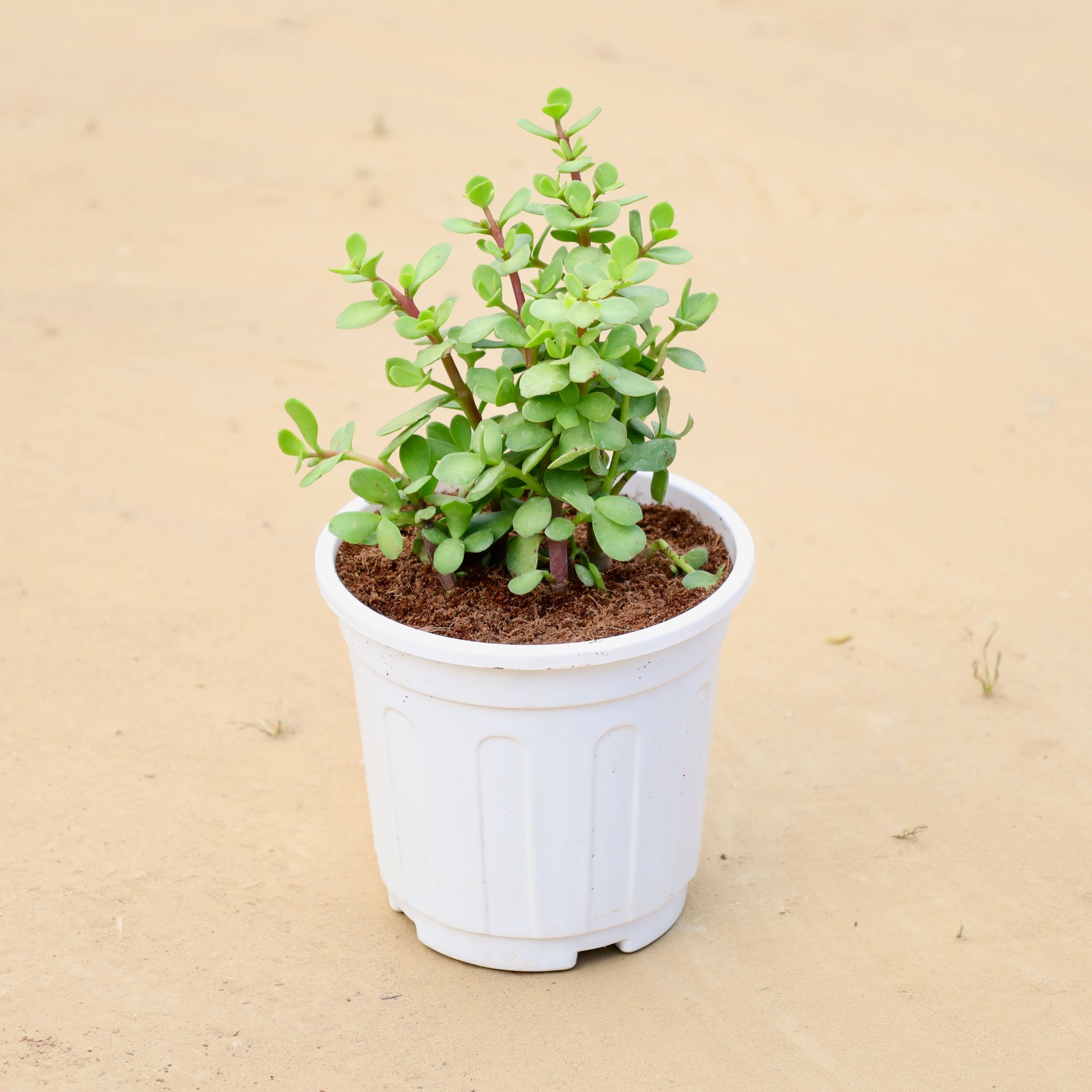 Jade in 6 Inch White Super Nursery Pot