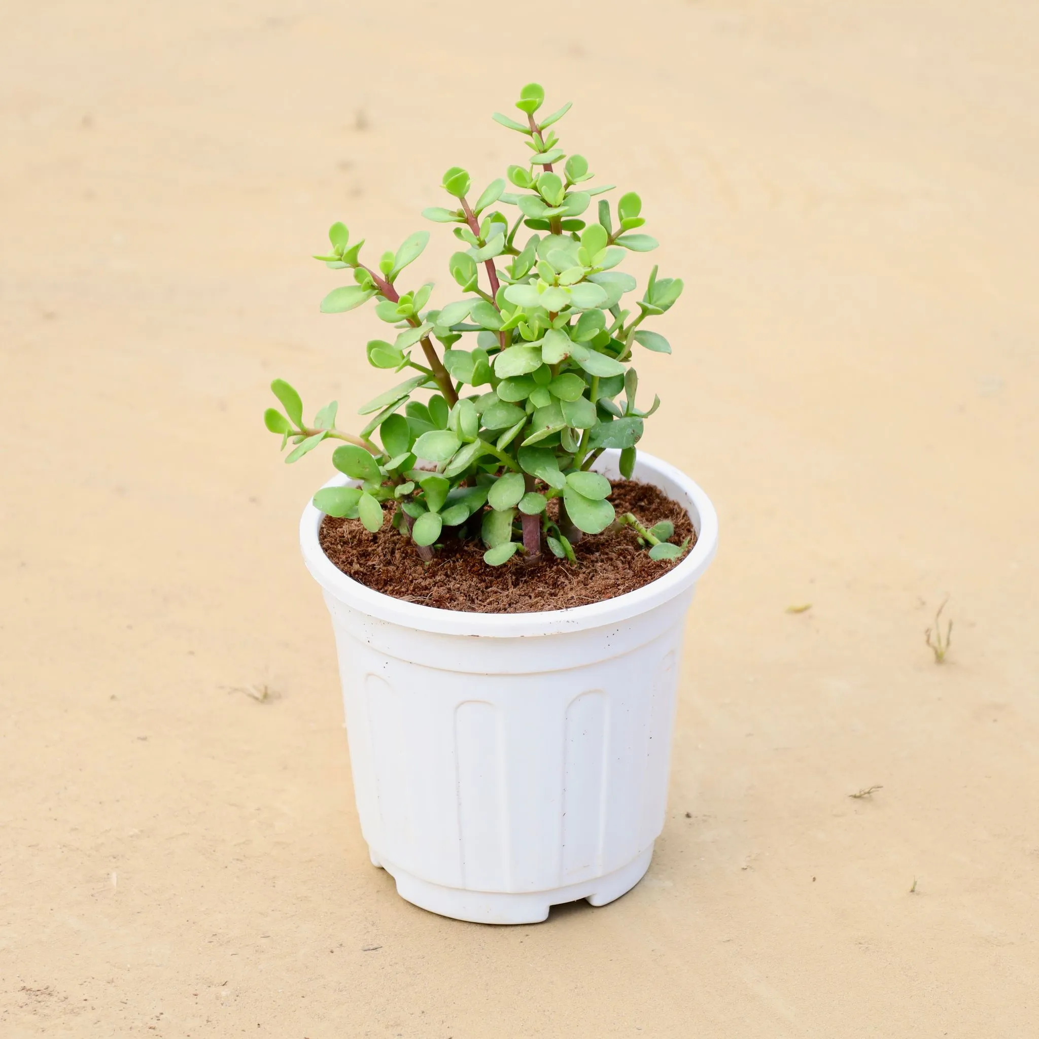 Jade in 6 Inch White Super Nursery Pot