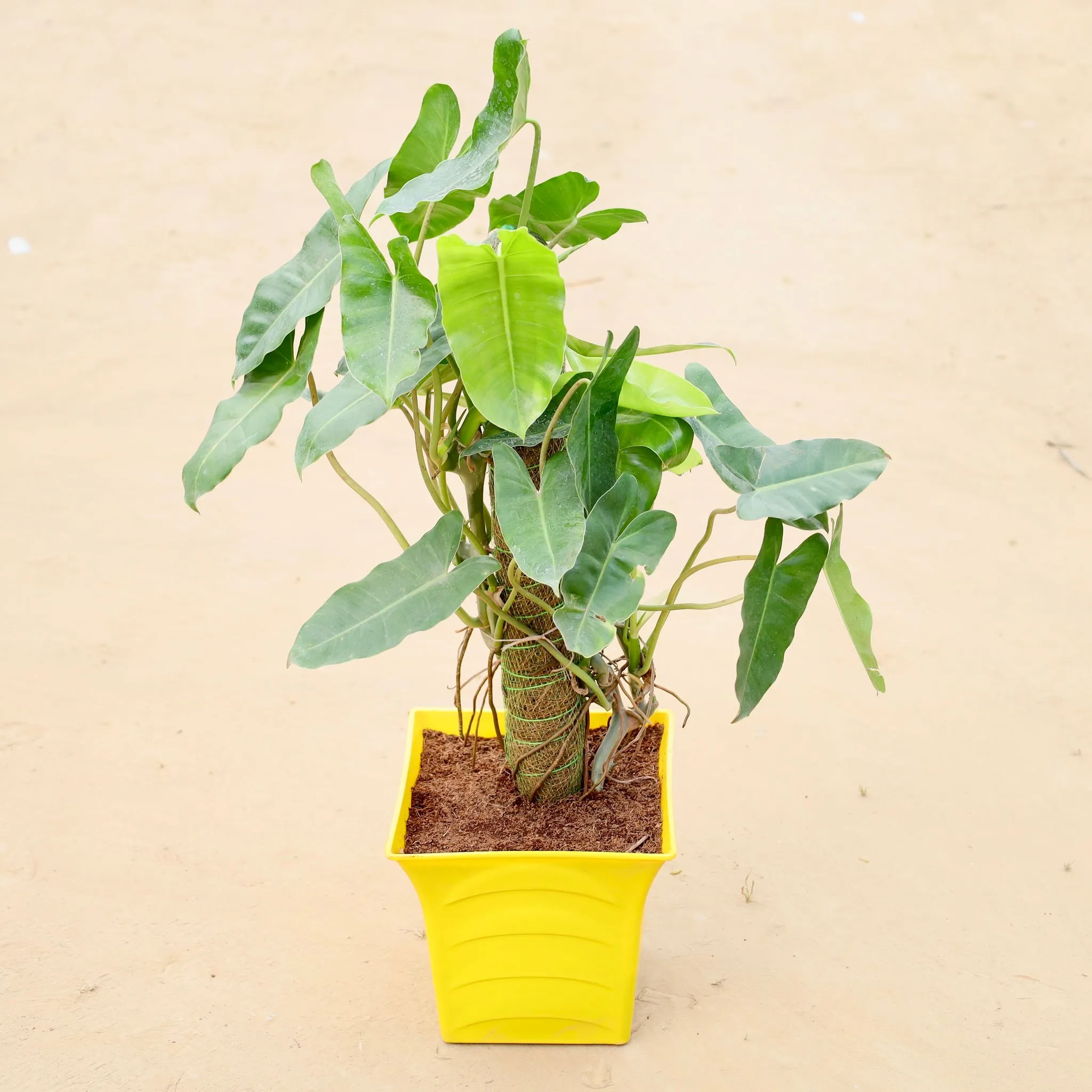 Alocasia Green Paradise with 2 ft Moss Stick in 08 Inch Yellow Premium Tokyo Square Plastic Pot
