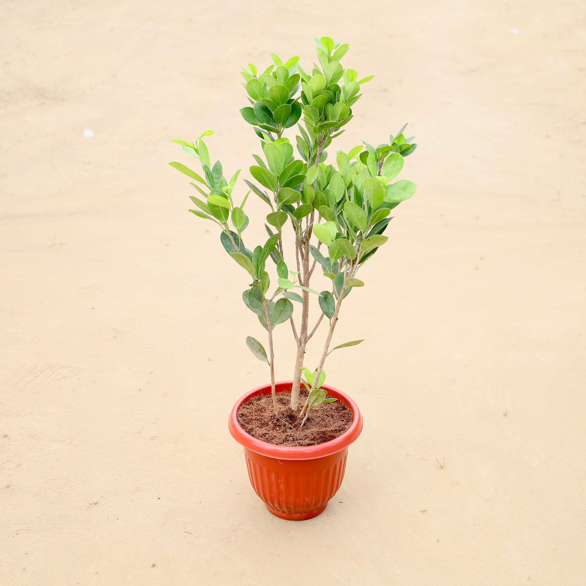 Ficus Moclame in 8 Inch Terracotta Red Olive Plastic Pot