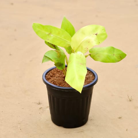 Philodendron Golden in 6 Inch Live Plant Black Super Nursery Pot