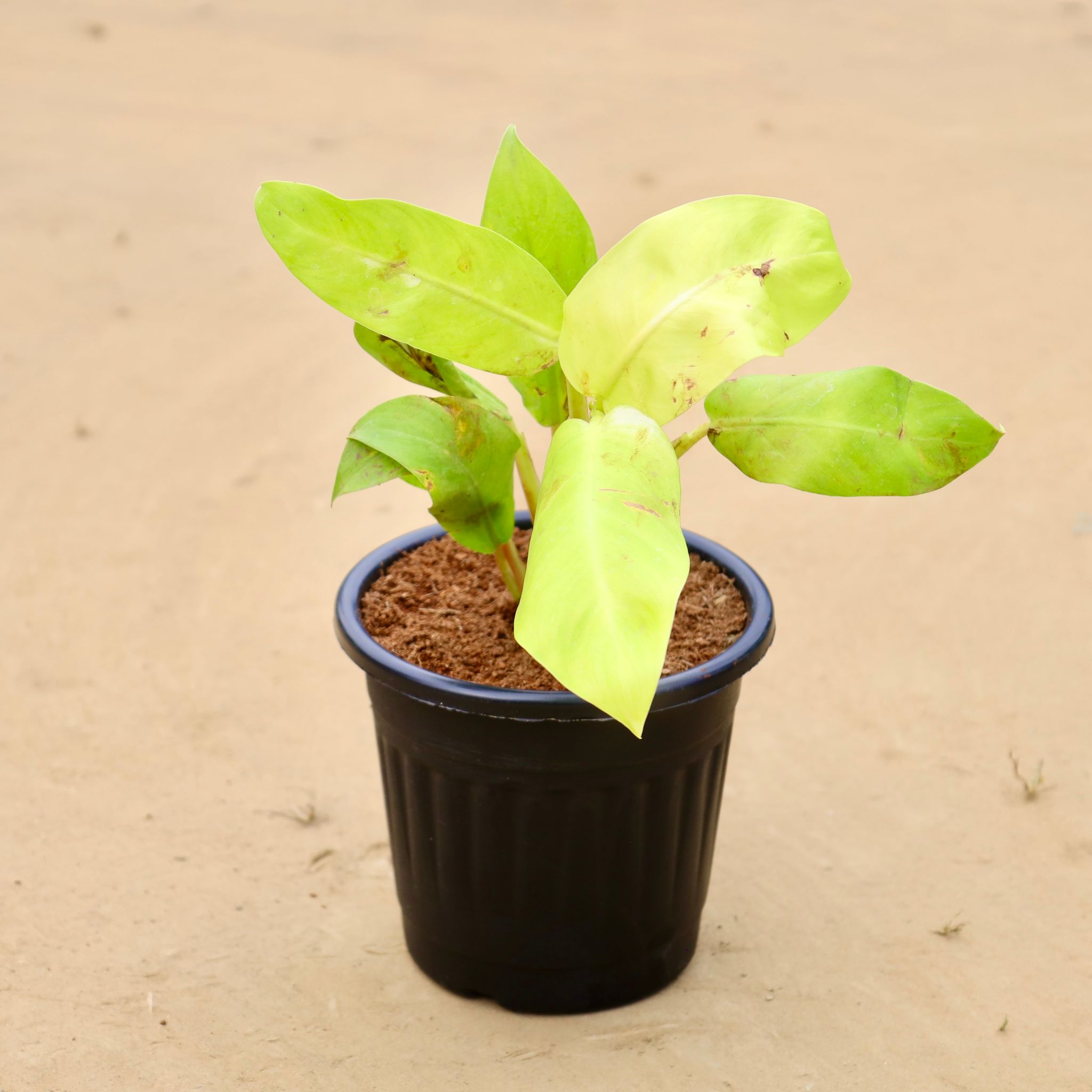 Philodendron Golden in 6 Inch Black Super Nursery Pot