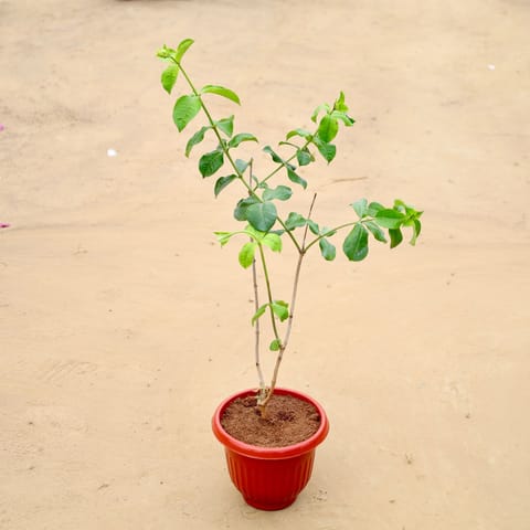 Allamanda (any colour) in 8 Inch Terracotta Red Olive Plastic Pot