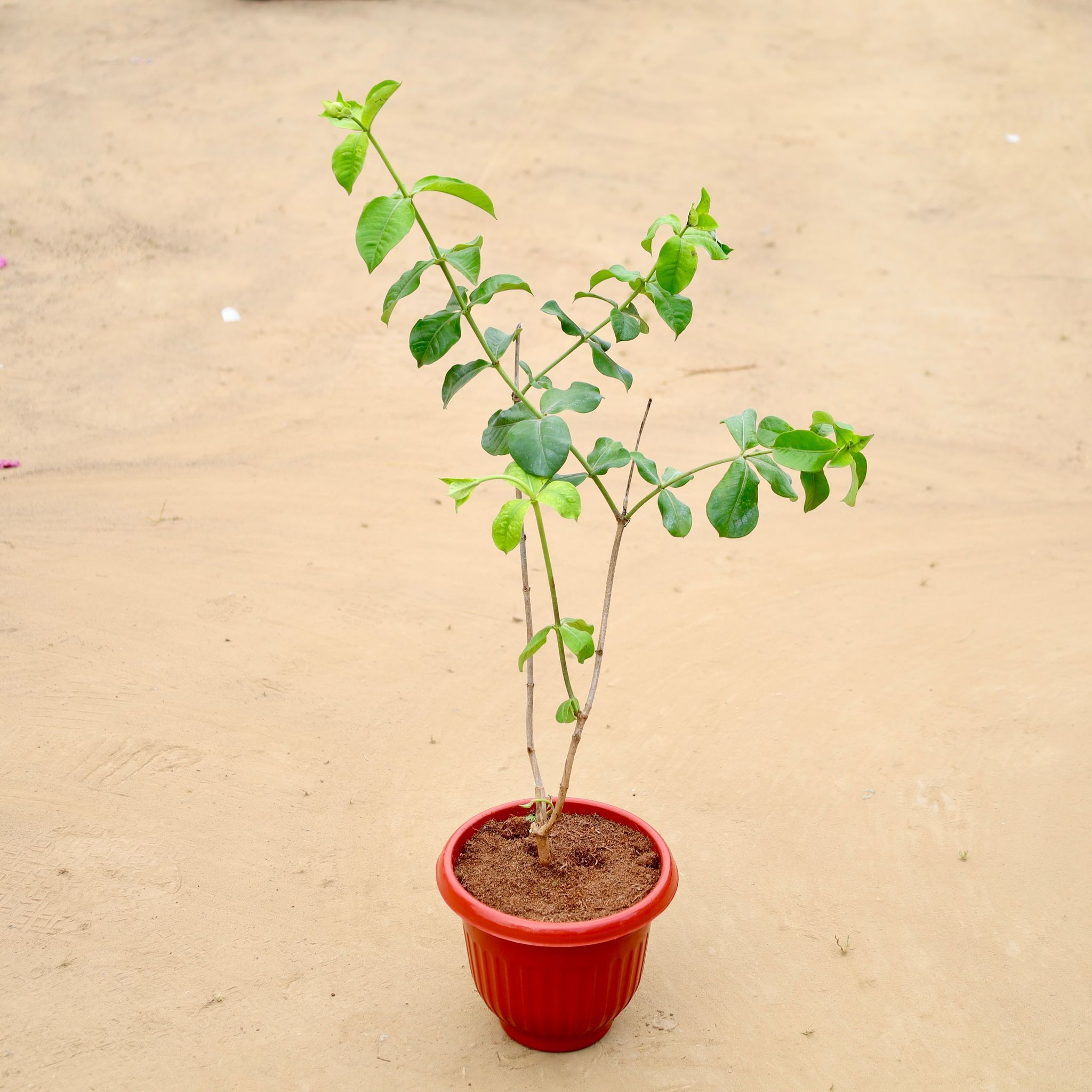 Allamanda (any colour) in 8 Inch Terracotta Red Olive Plastic Pot