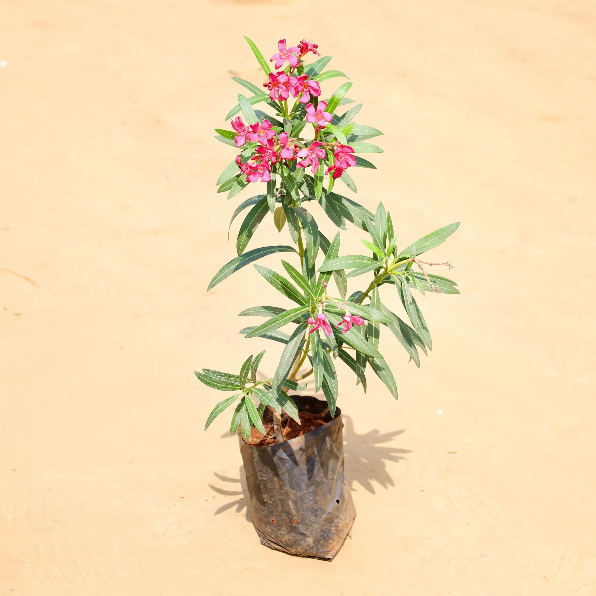 Kaner / Oleander Red (~ 2 Ft) in 6 Inch Nursery Bag