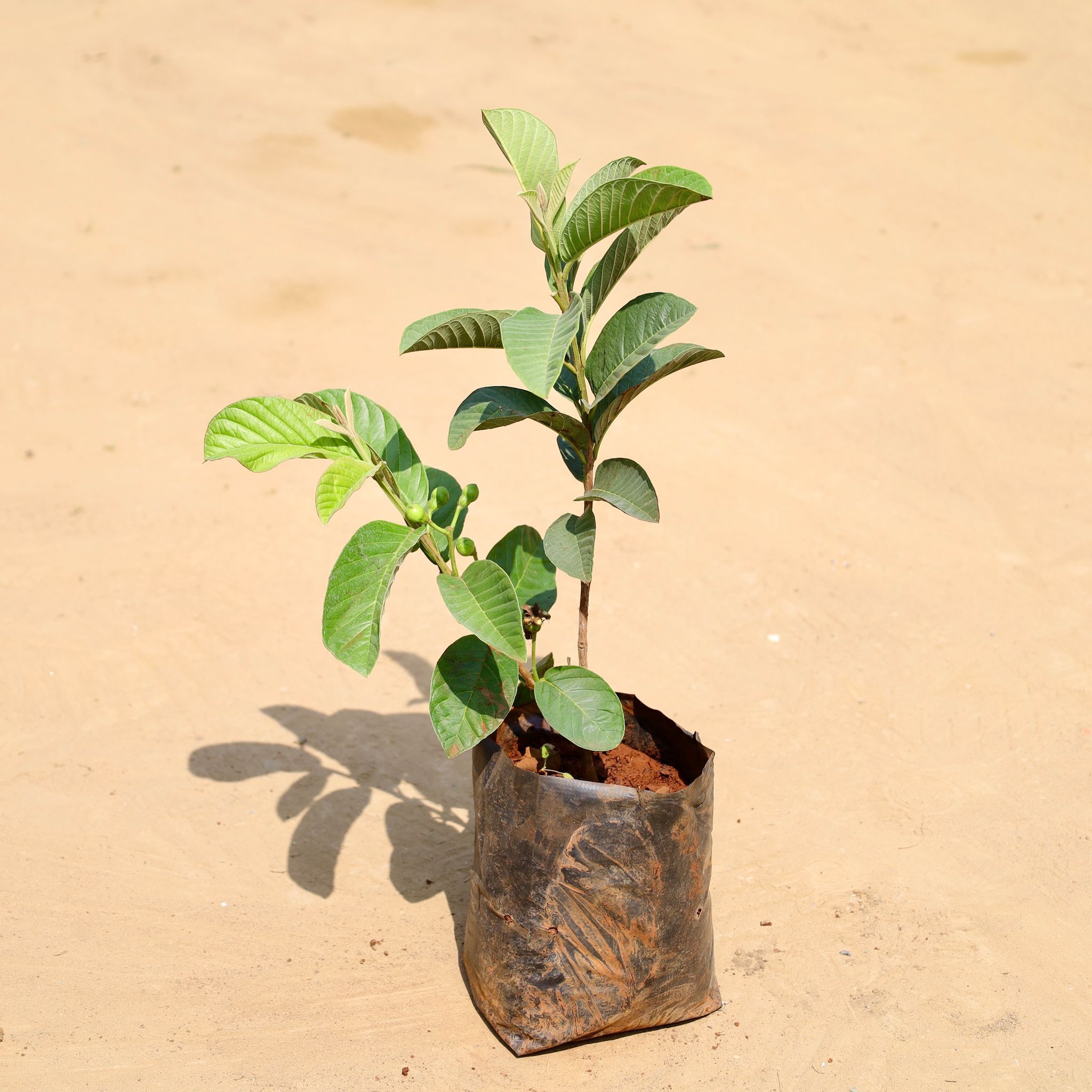 Amrood / Guava in 6 Inch Nursery Bag
