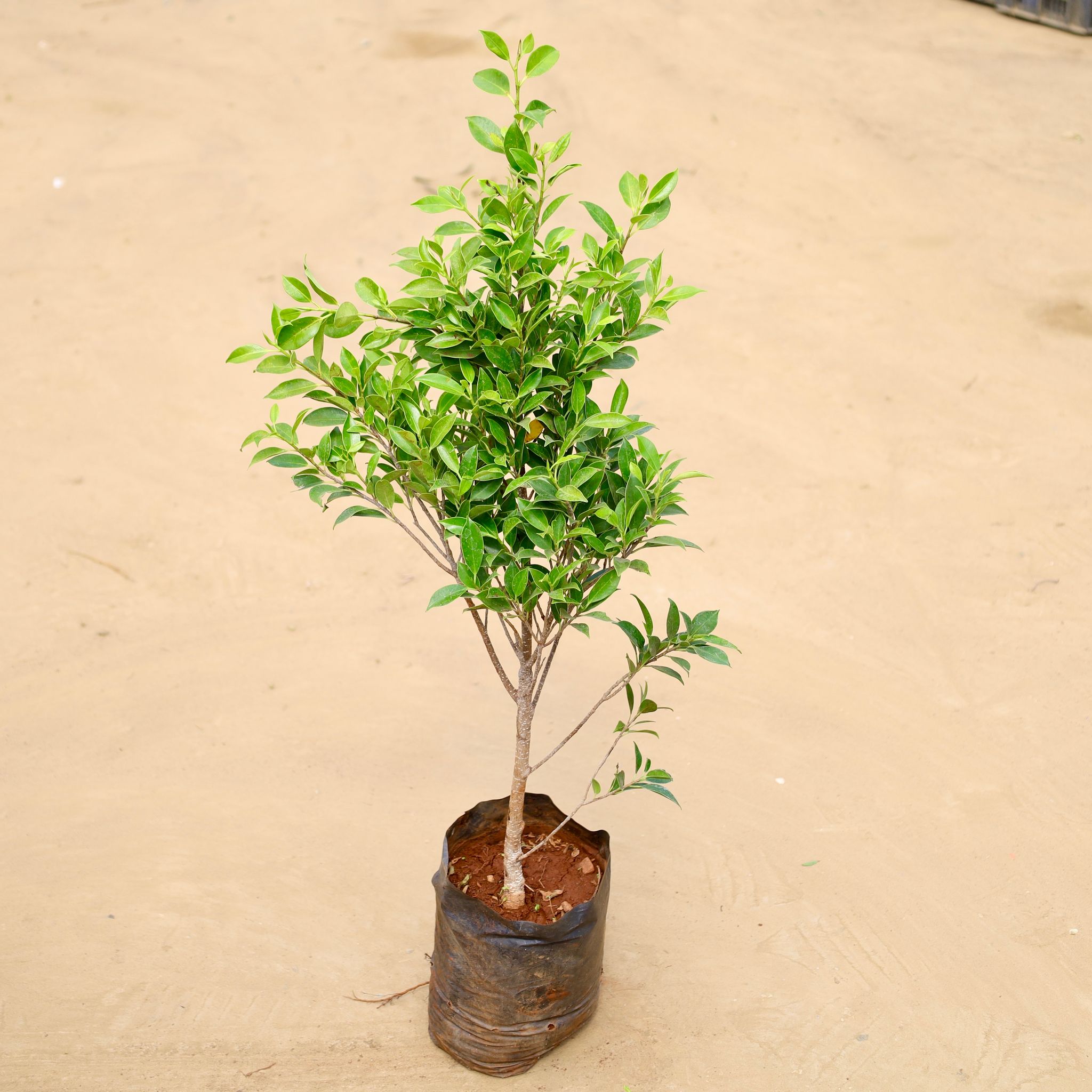 Ficus Microcarpa (~ 2 Ft) in 6 Inch Nursery Bag