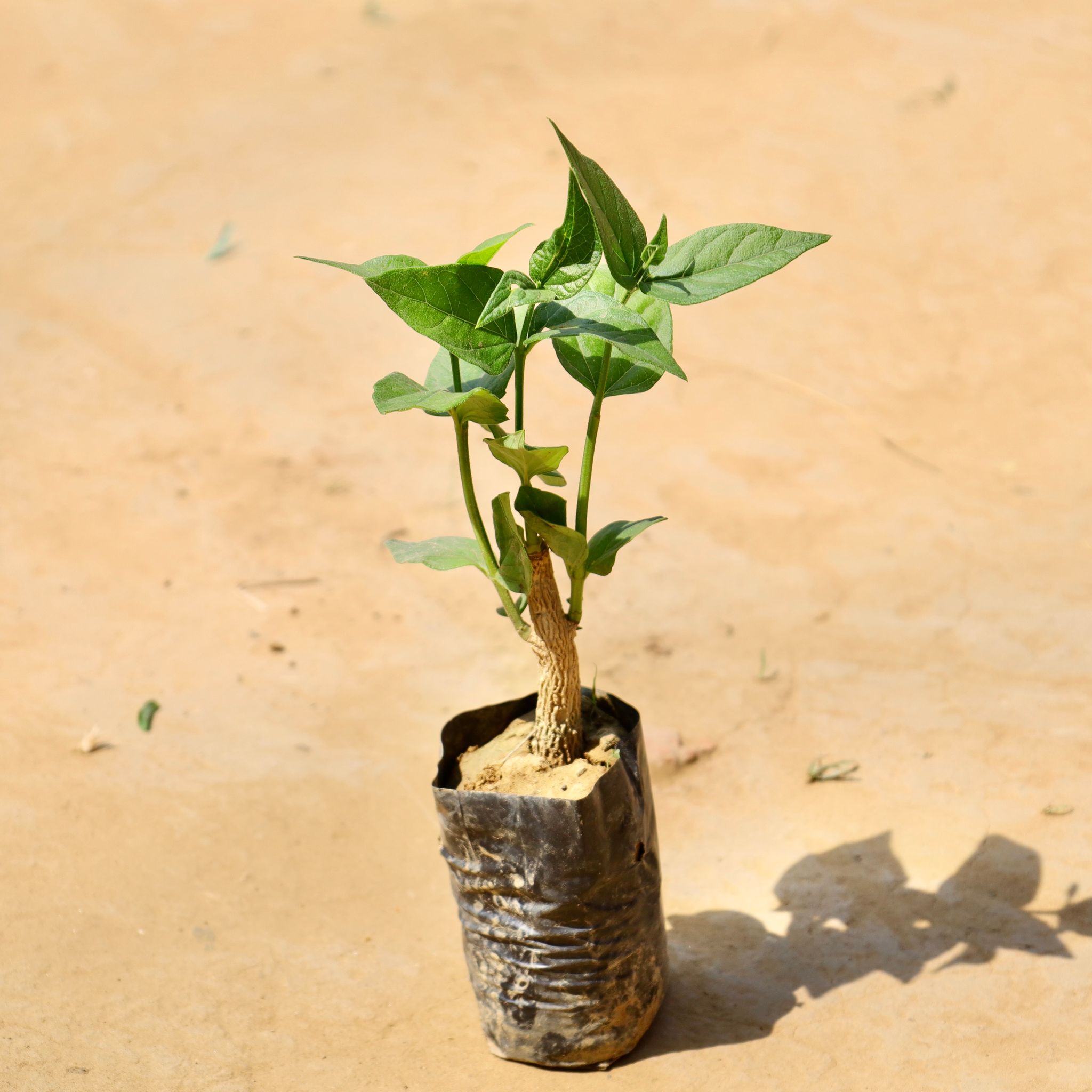 Harsingar / Parijaat  in 4 Inch Nursery bag