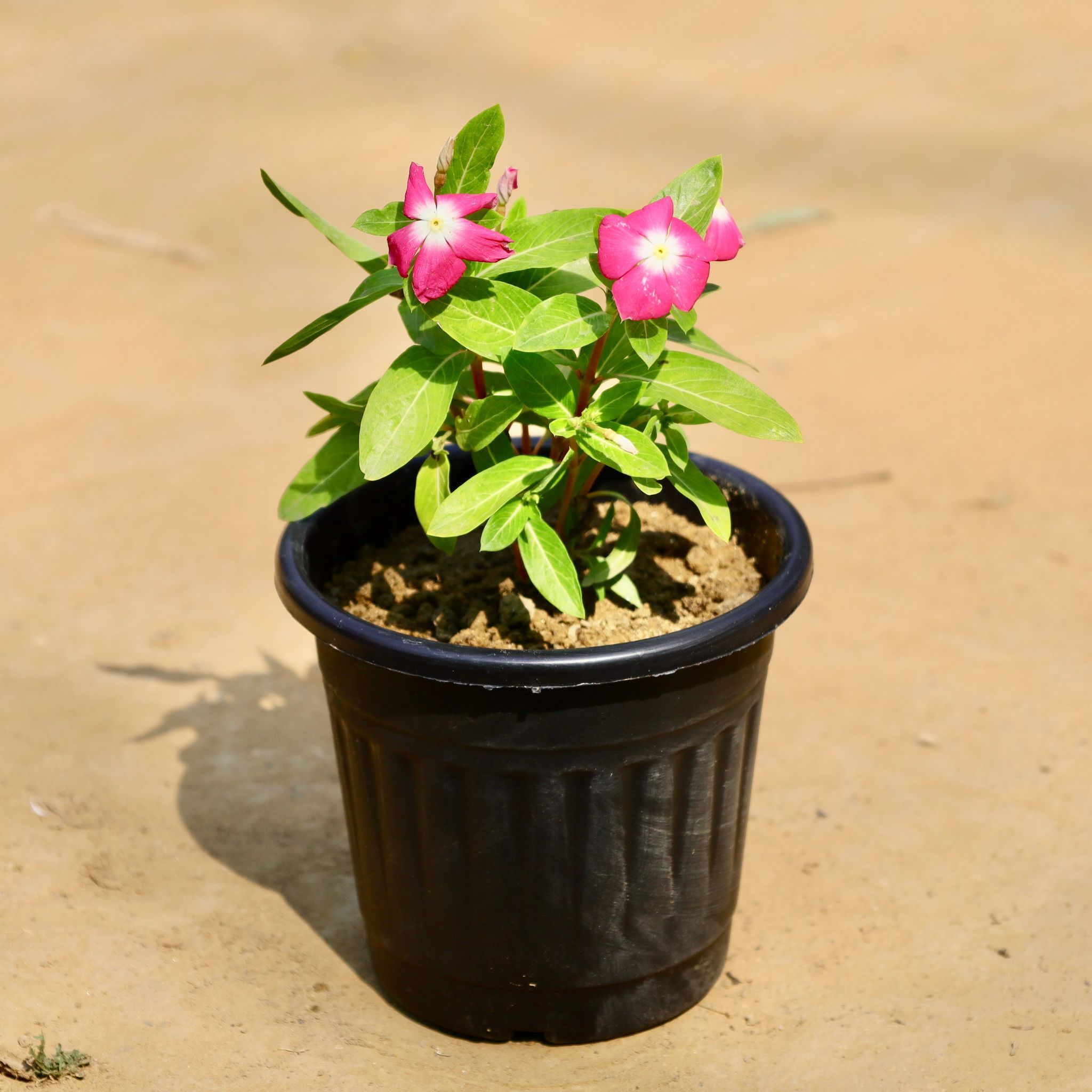 Periwinkle / Sadabahar / Vinca (Any Colour) in 6 Inch Black Super Nursery Pot