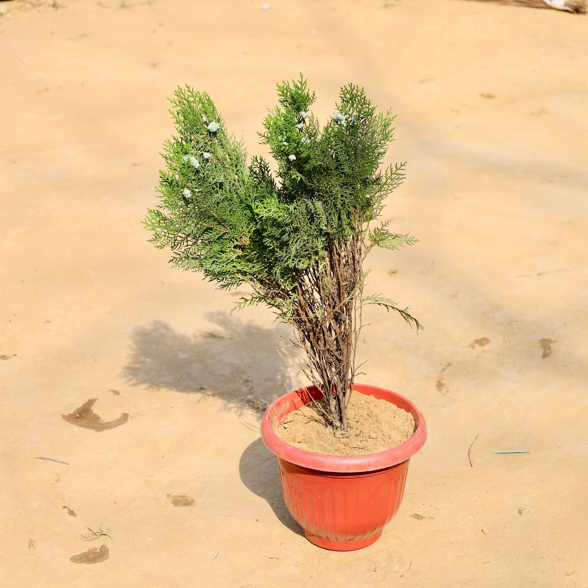 Morpankhi in 8 Inch Terracotta Red Olive Plastic Pot